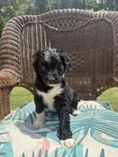 Saint Berdoodle image 3