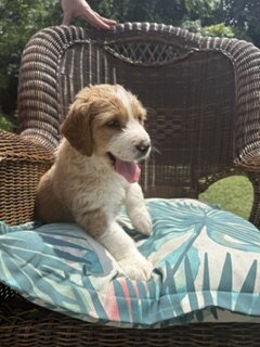Saint Berdoodle image 2