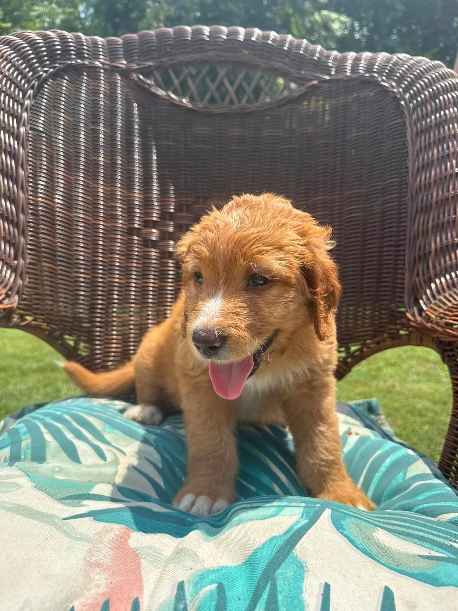 Saint Berdoodle image 1