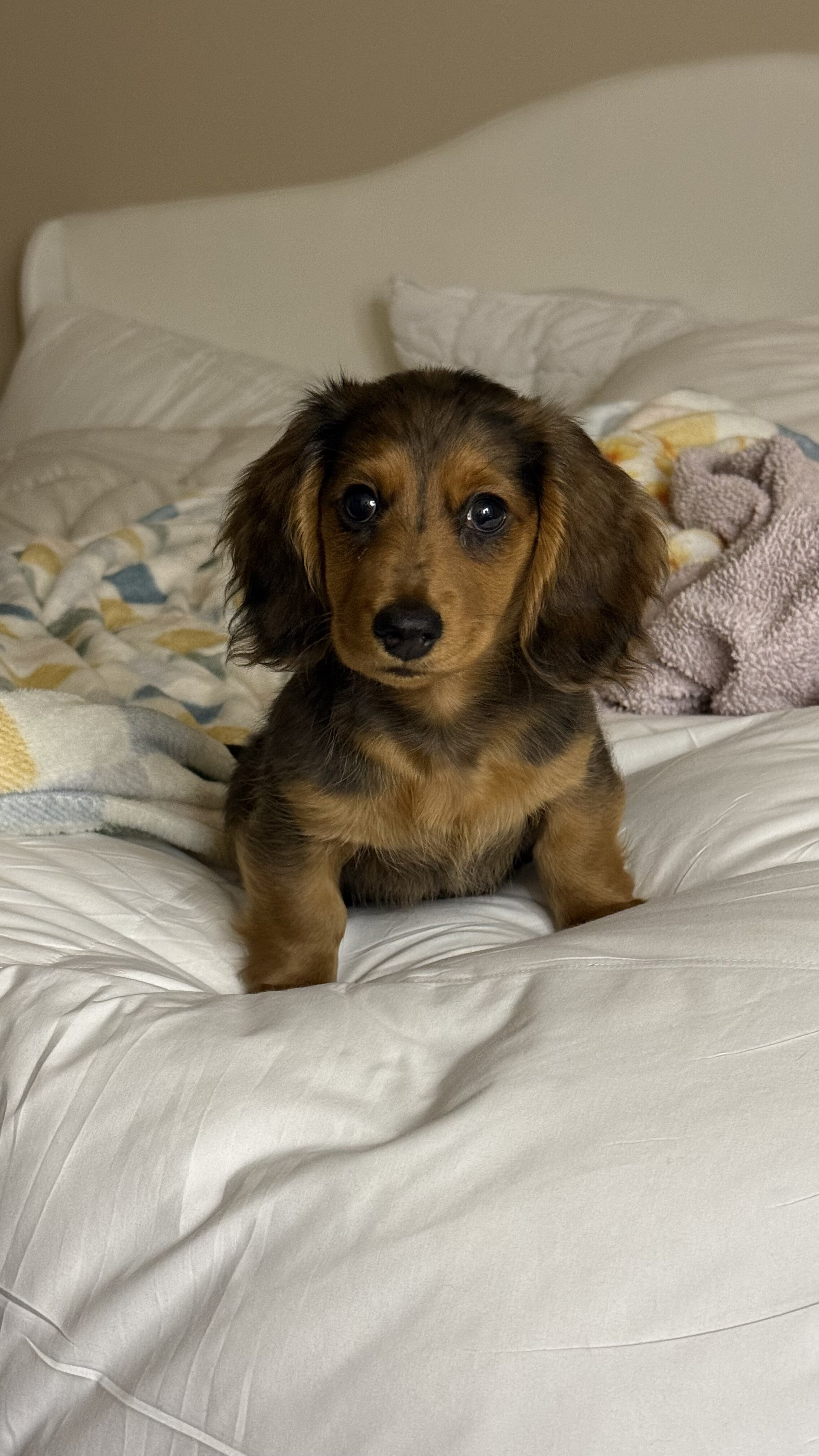 AKC Long-Haired Dapple Dachshund image 1