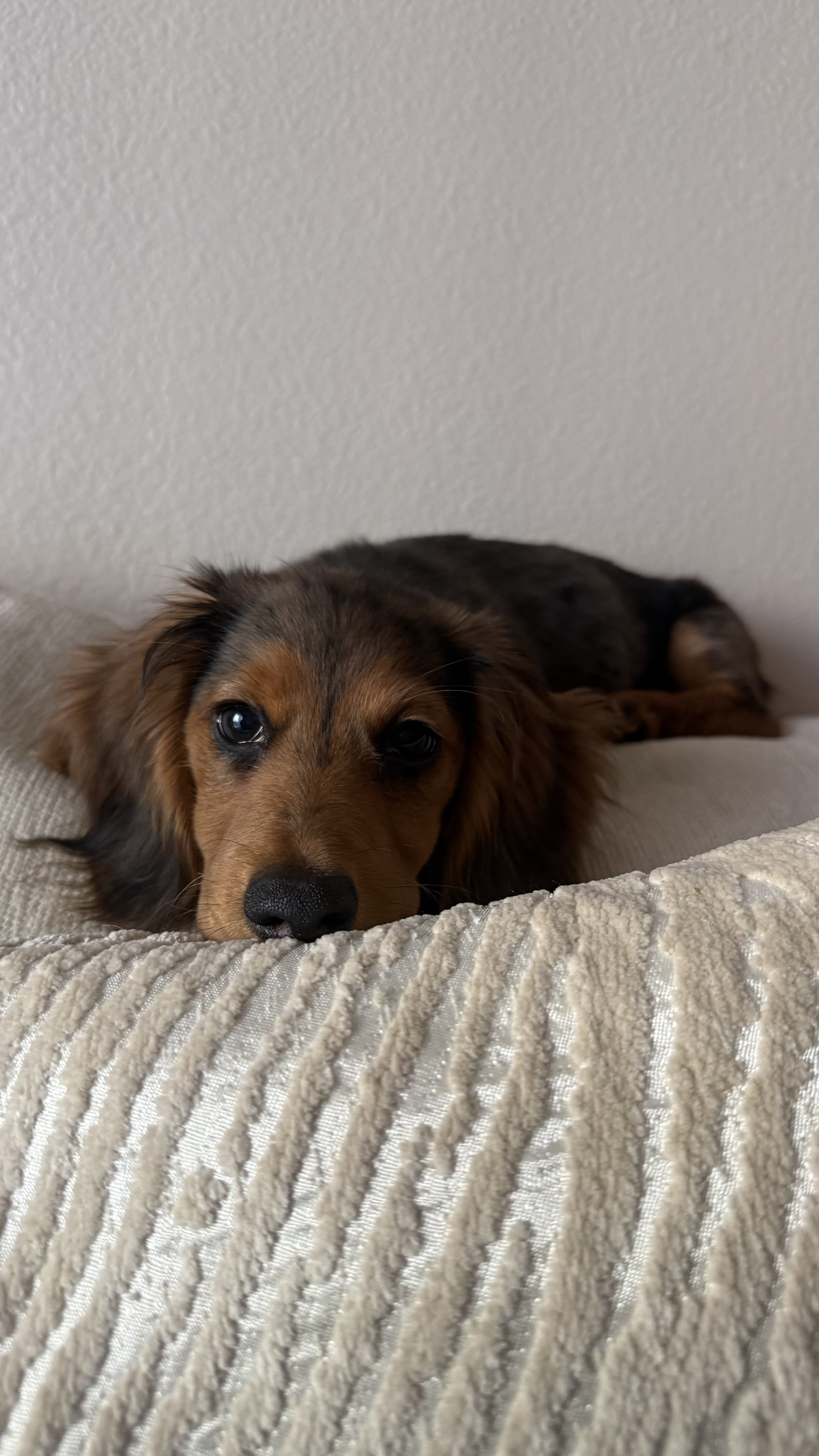 AKC Long-Haired Dapple Dachshund image 2