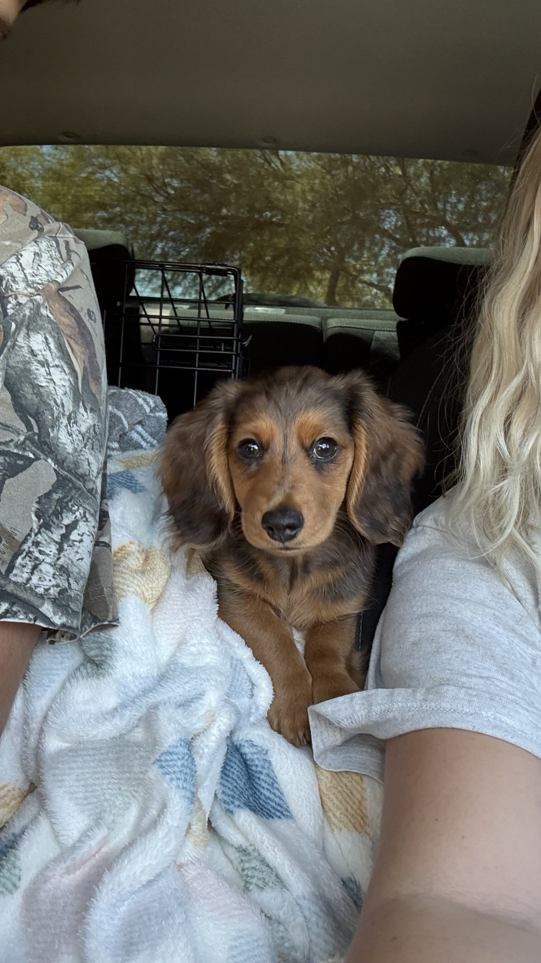 AKC Long-Haired Dapple Dachshund image 5