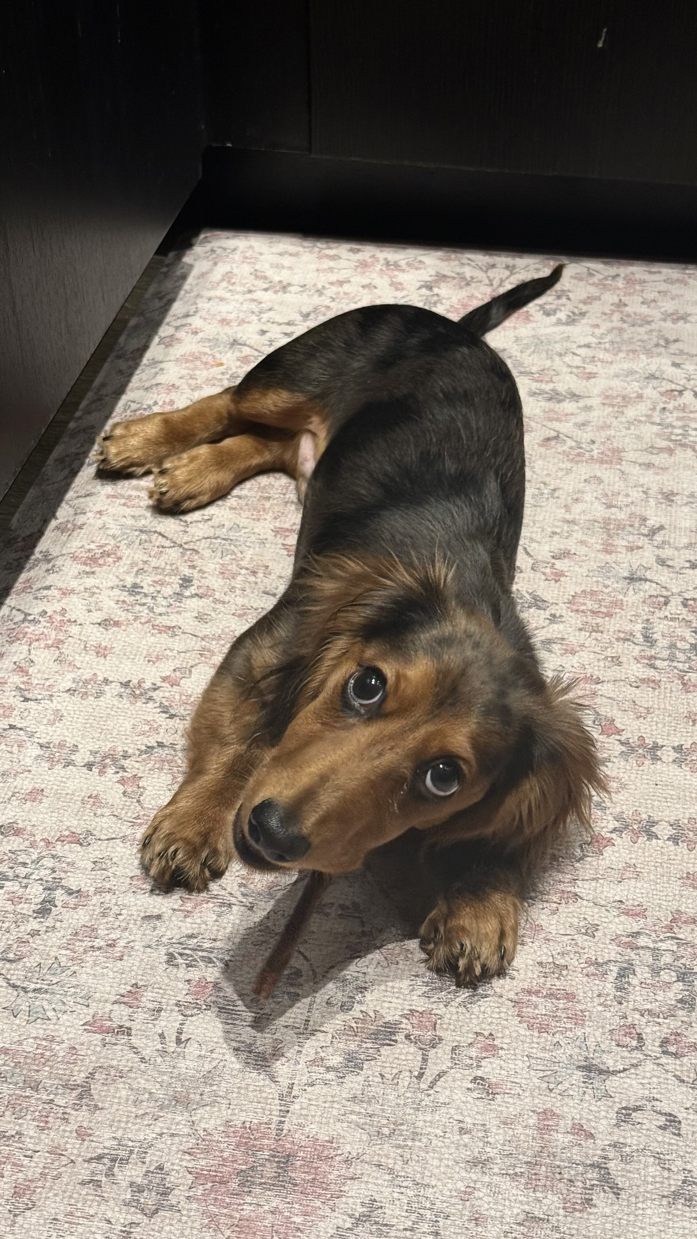 AKC Long-Haired Dapple Dachshund image 7