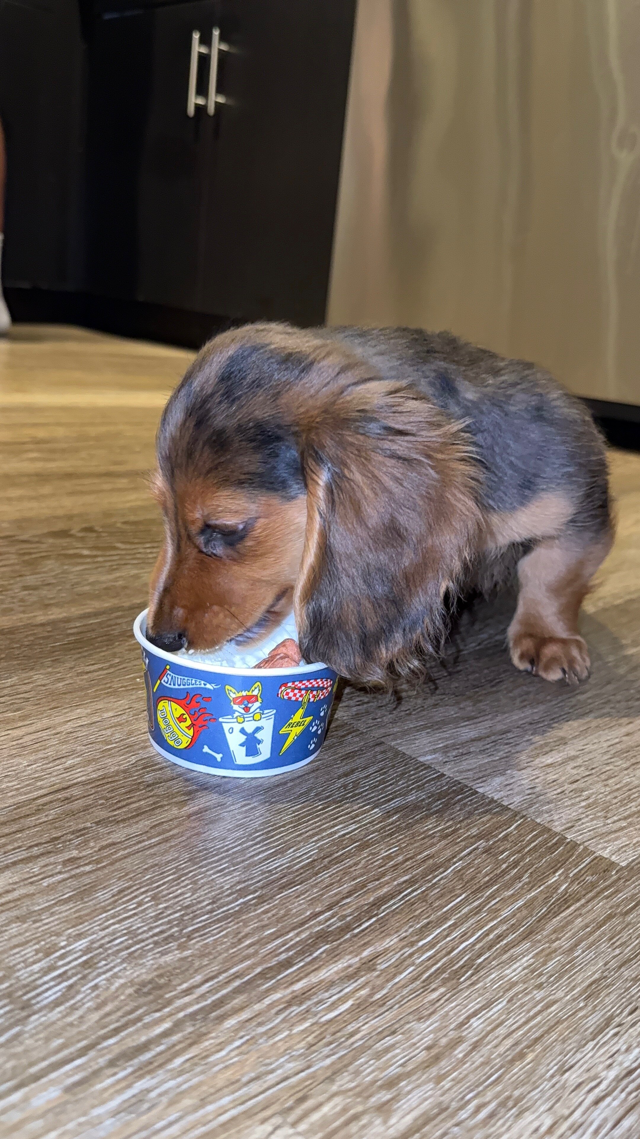 AKC Long-Haired Dapple Dachshund image 3