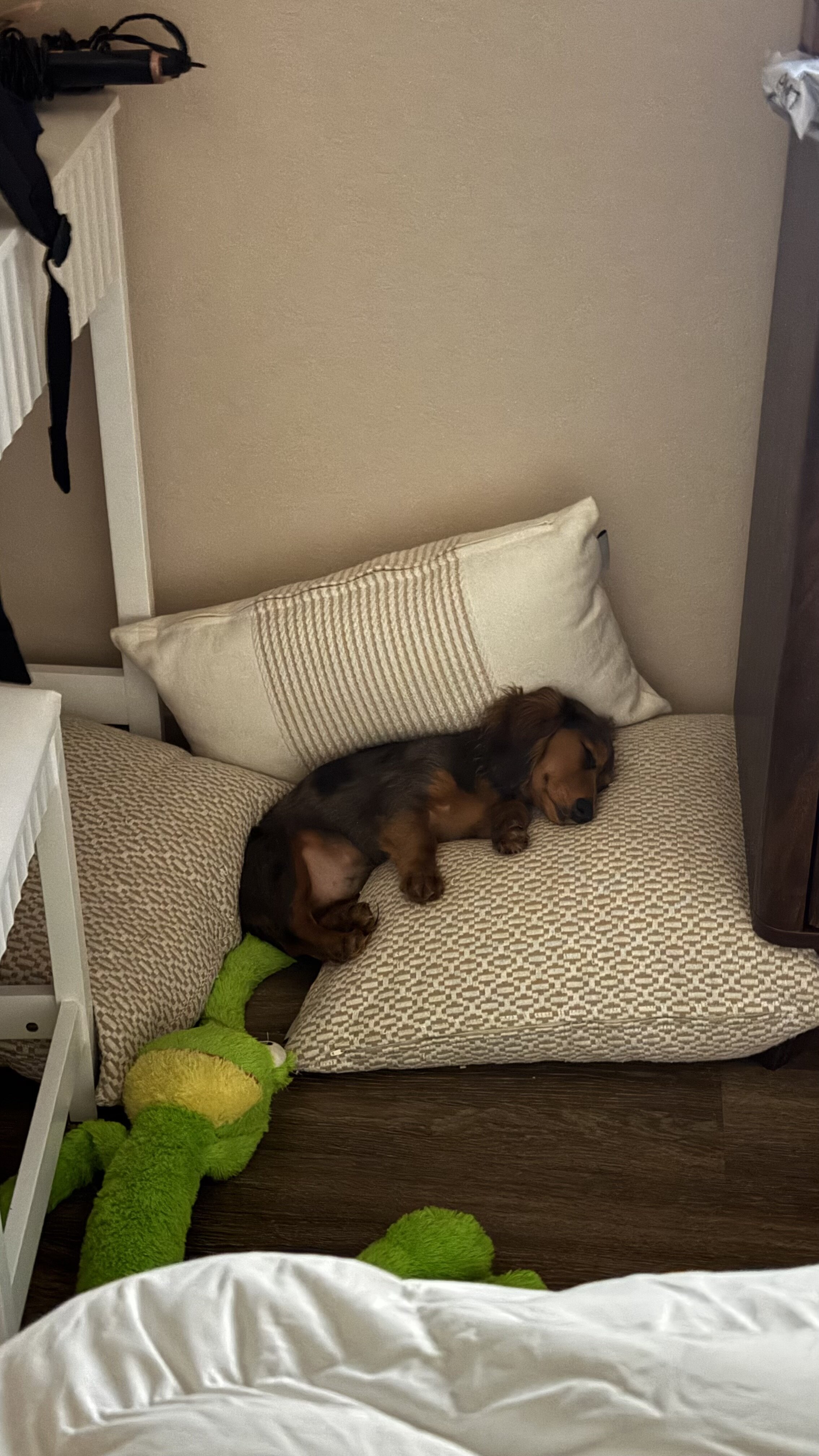 AKC Long-Haired Dapple Dachshund image 4