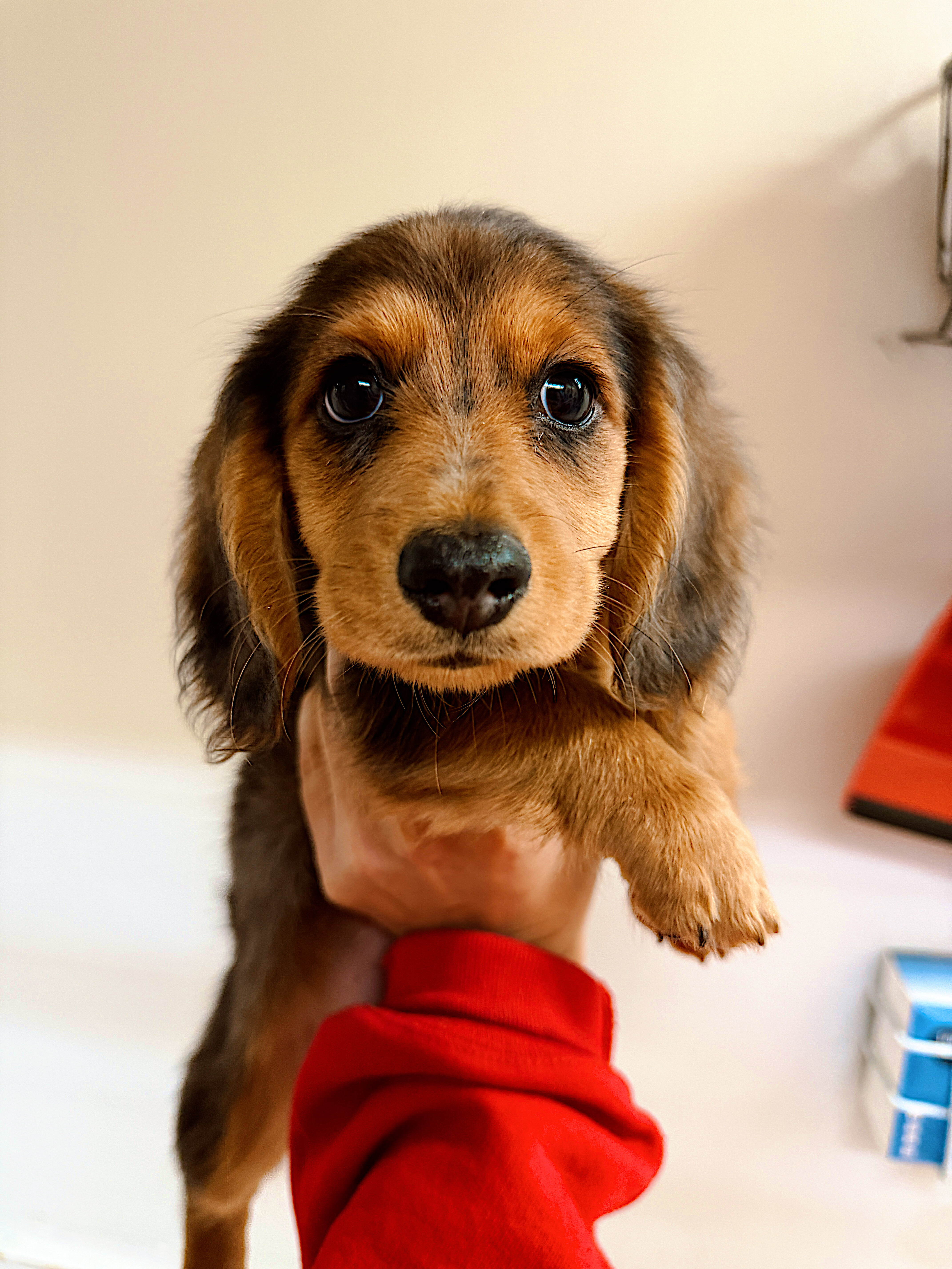 AKC Long-Haired Dapple Dachshund image 6