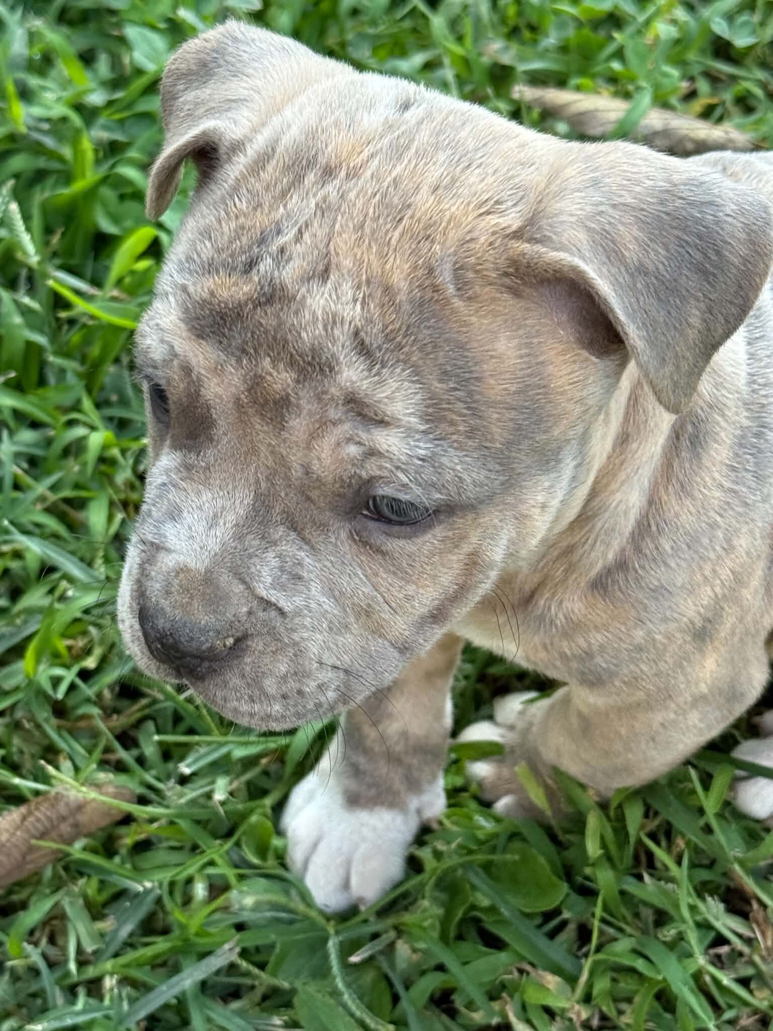 Xl pit pup image 1