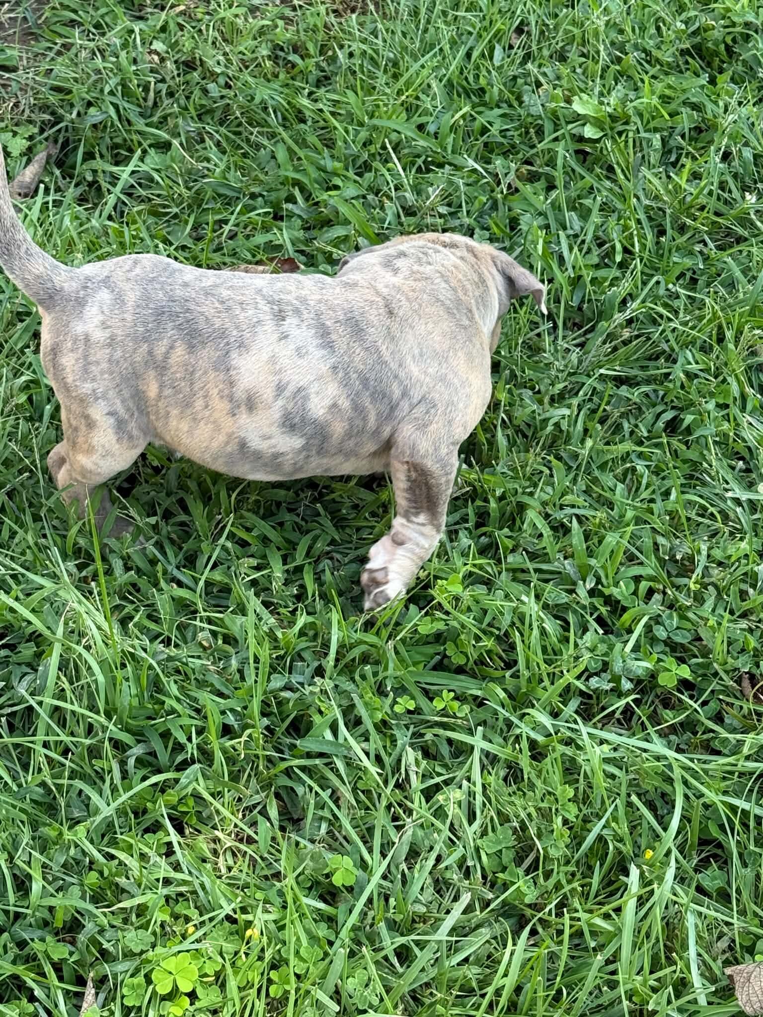Xl pit pup image 2