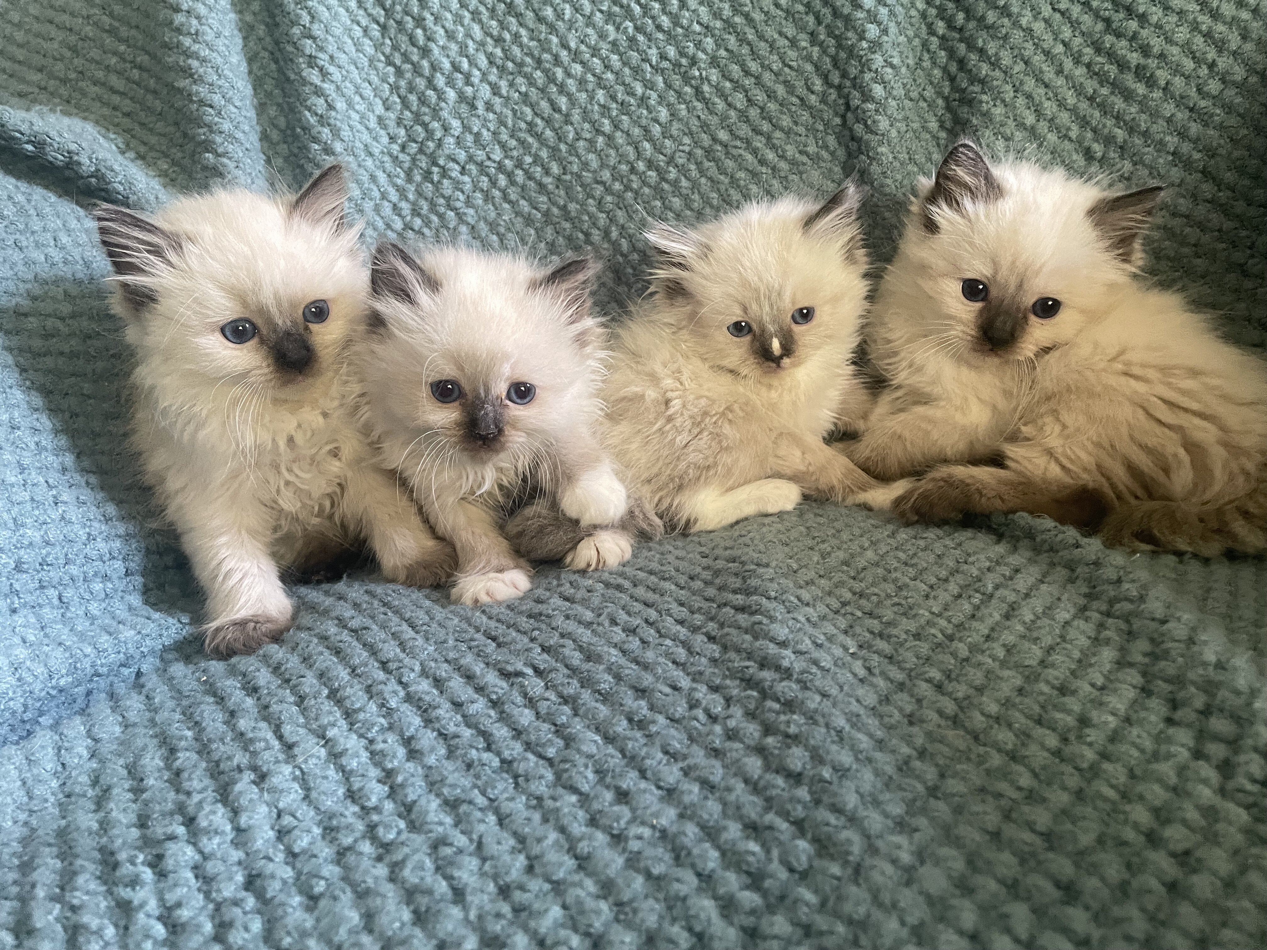 Ragdoll kittens image 1