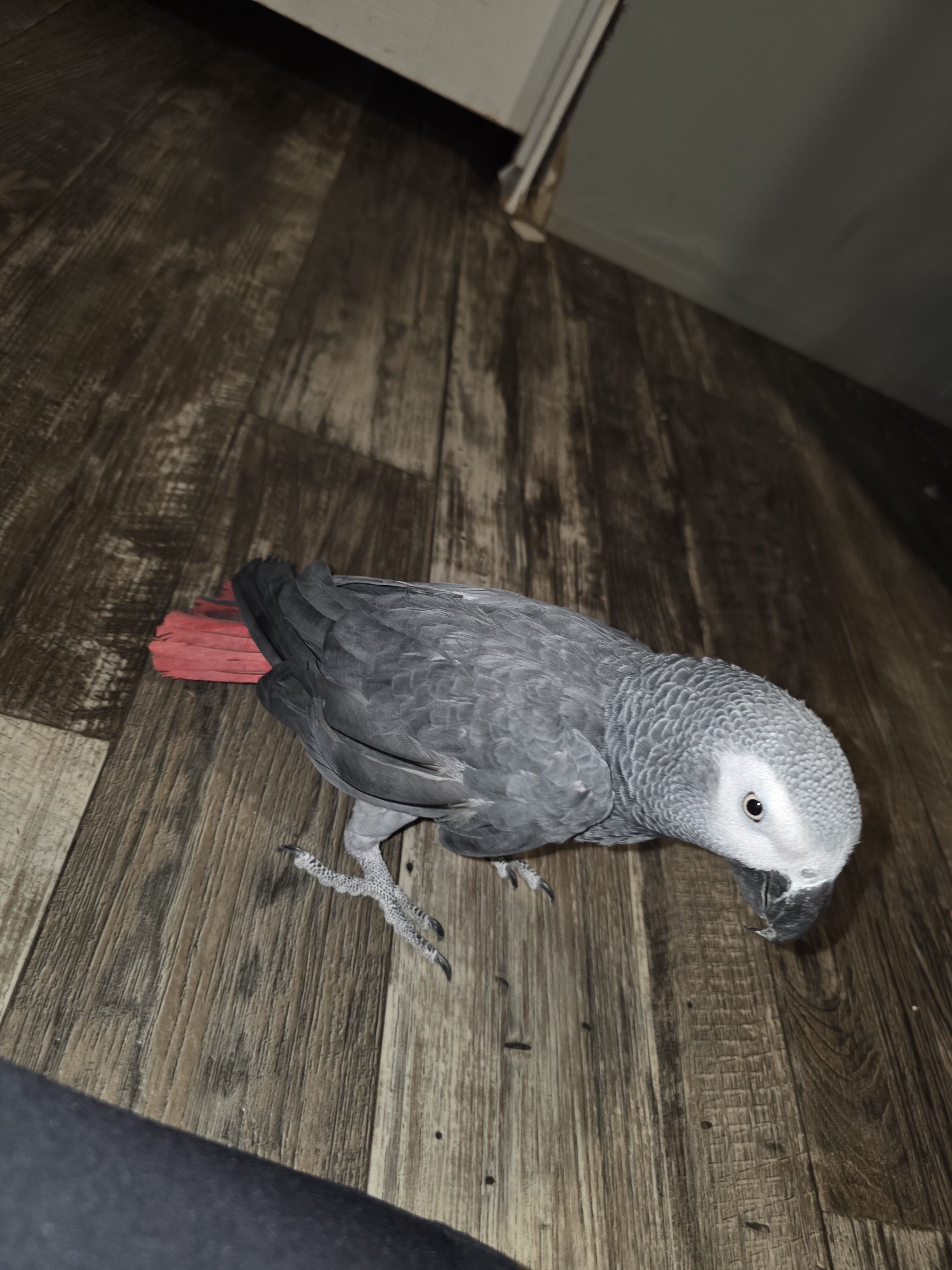 African Grey image 1