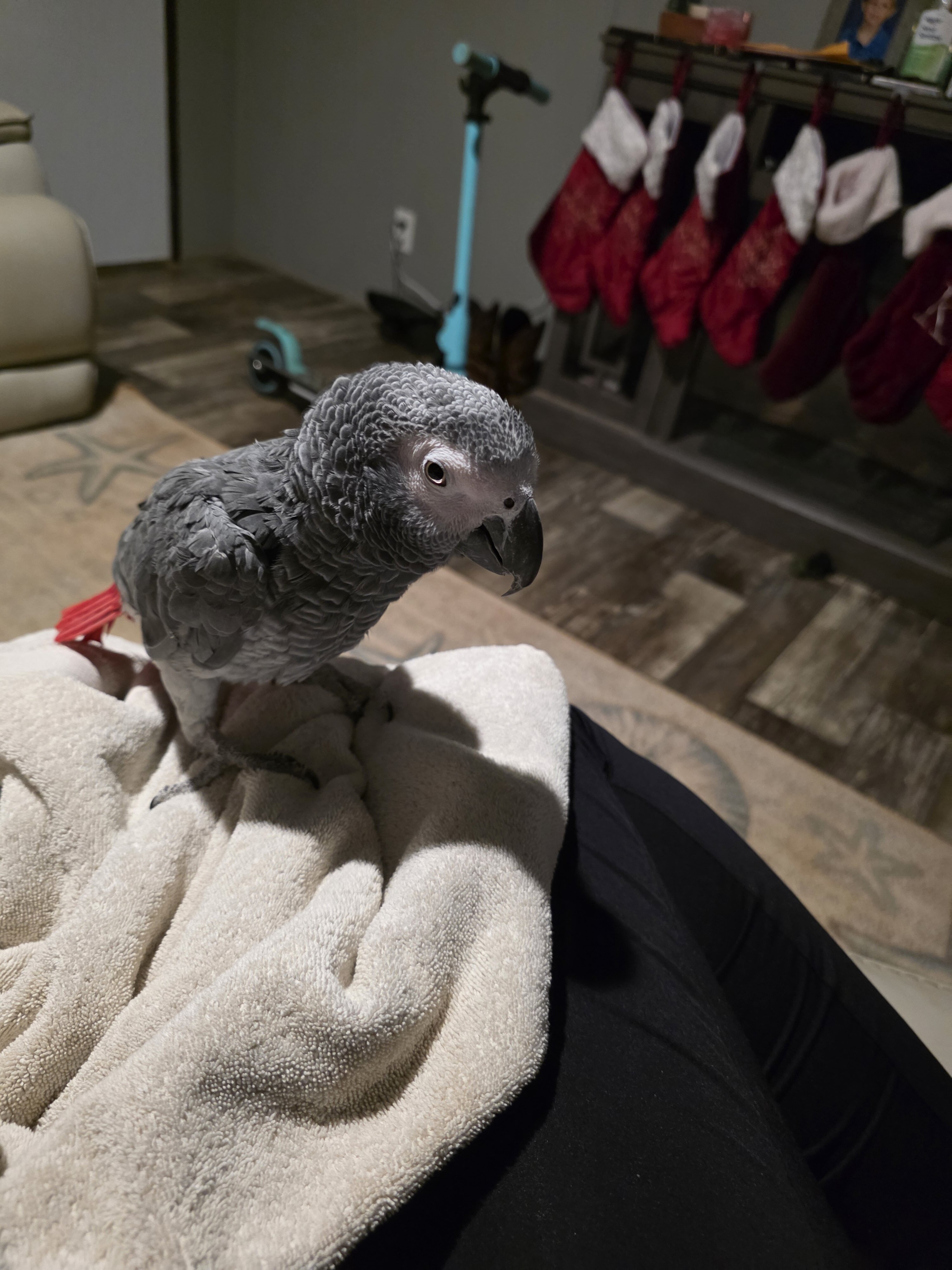 African Grey image 3