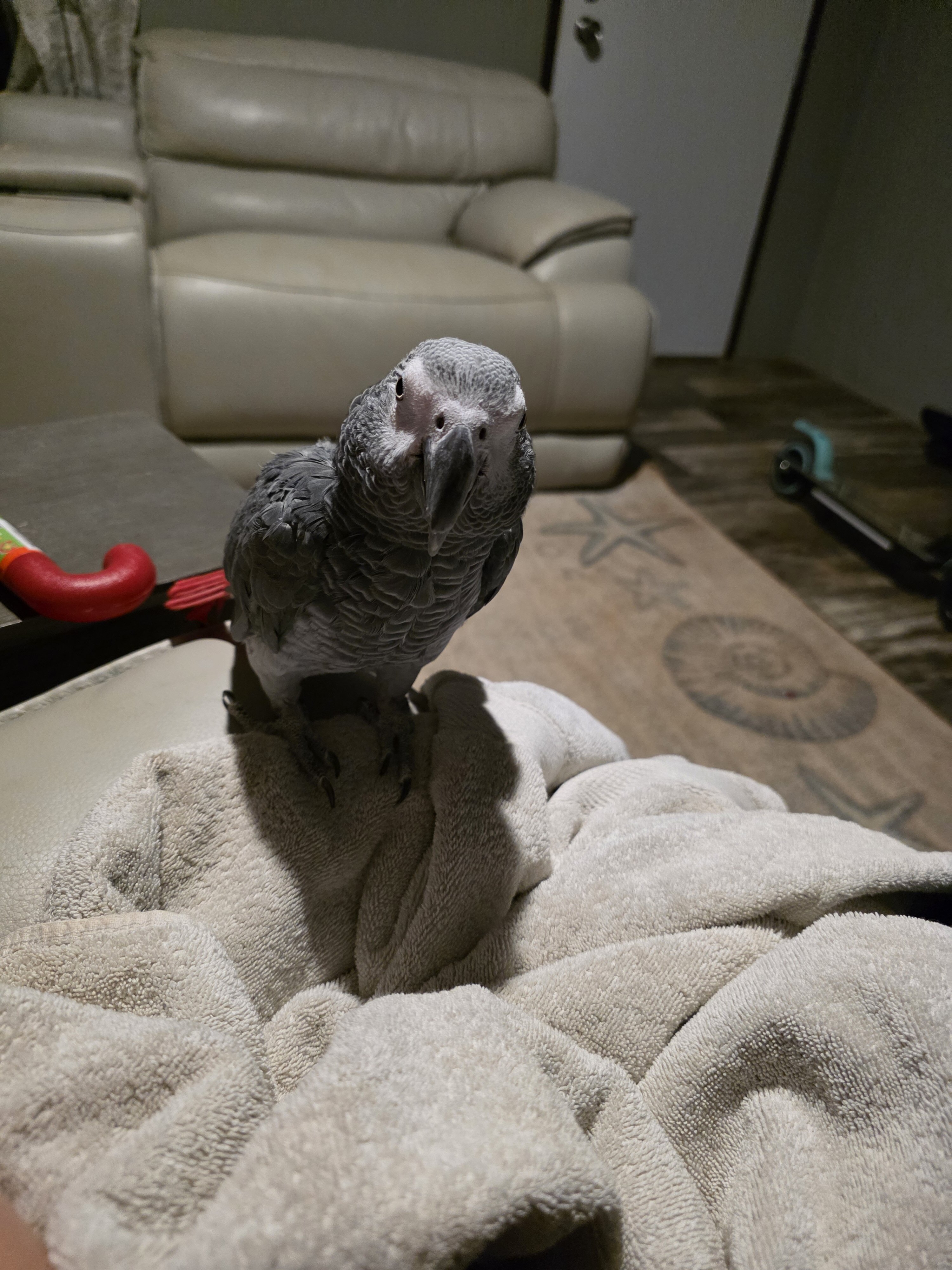 African Grey image 4
