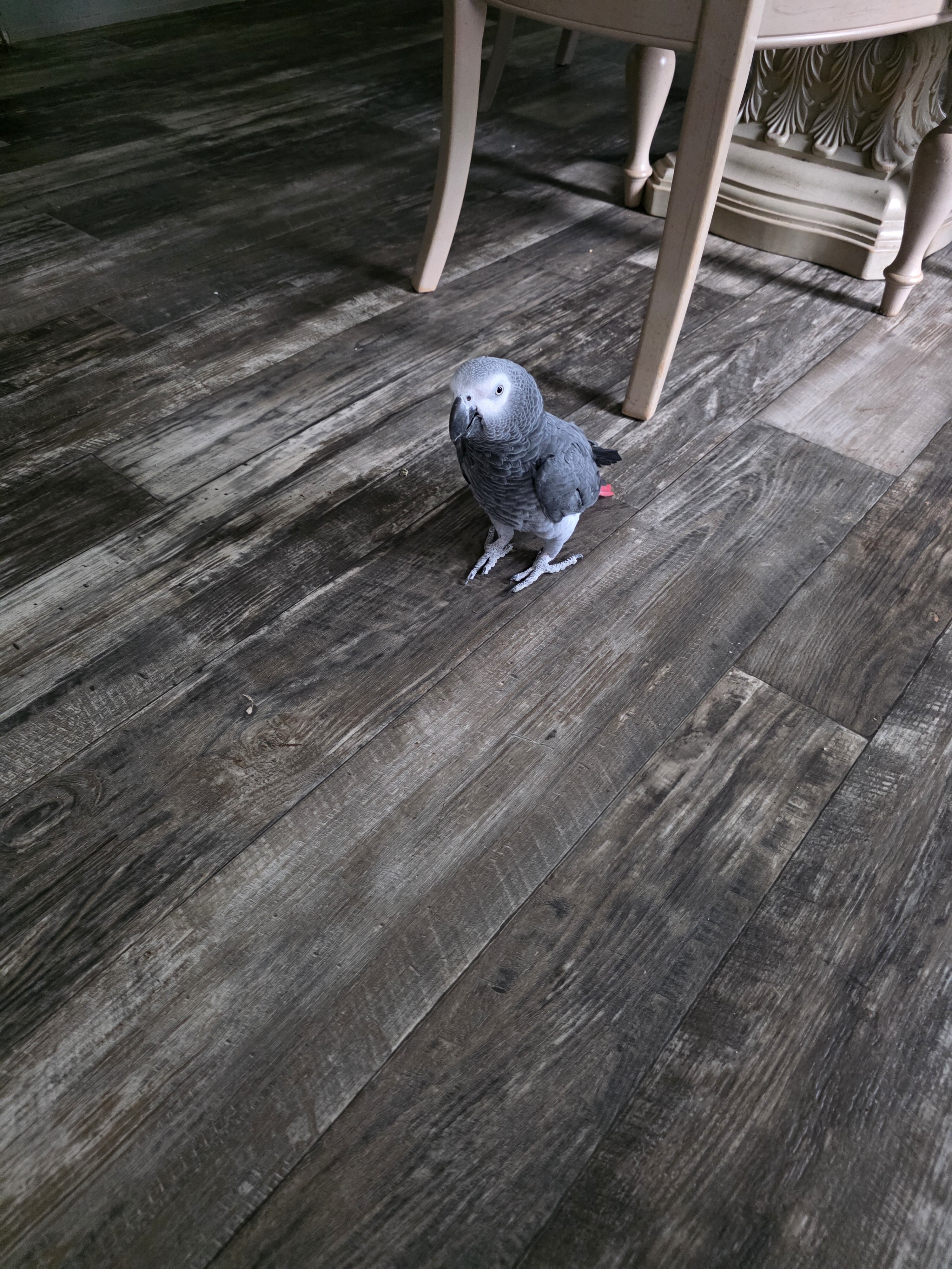 African Grey image 5