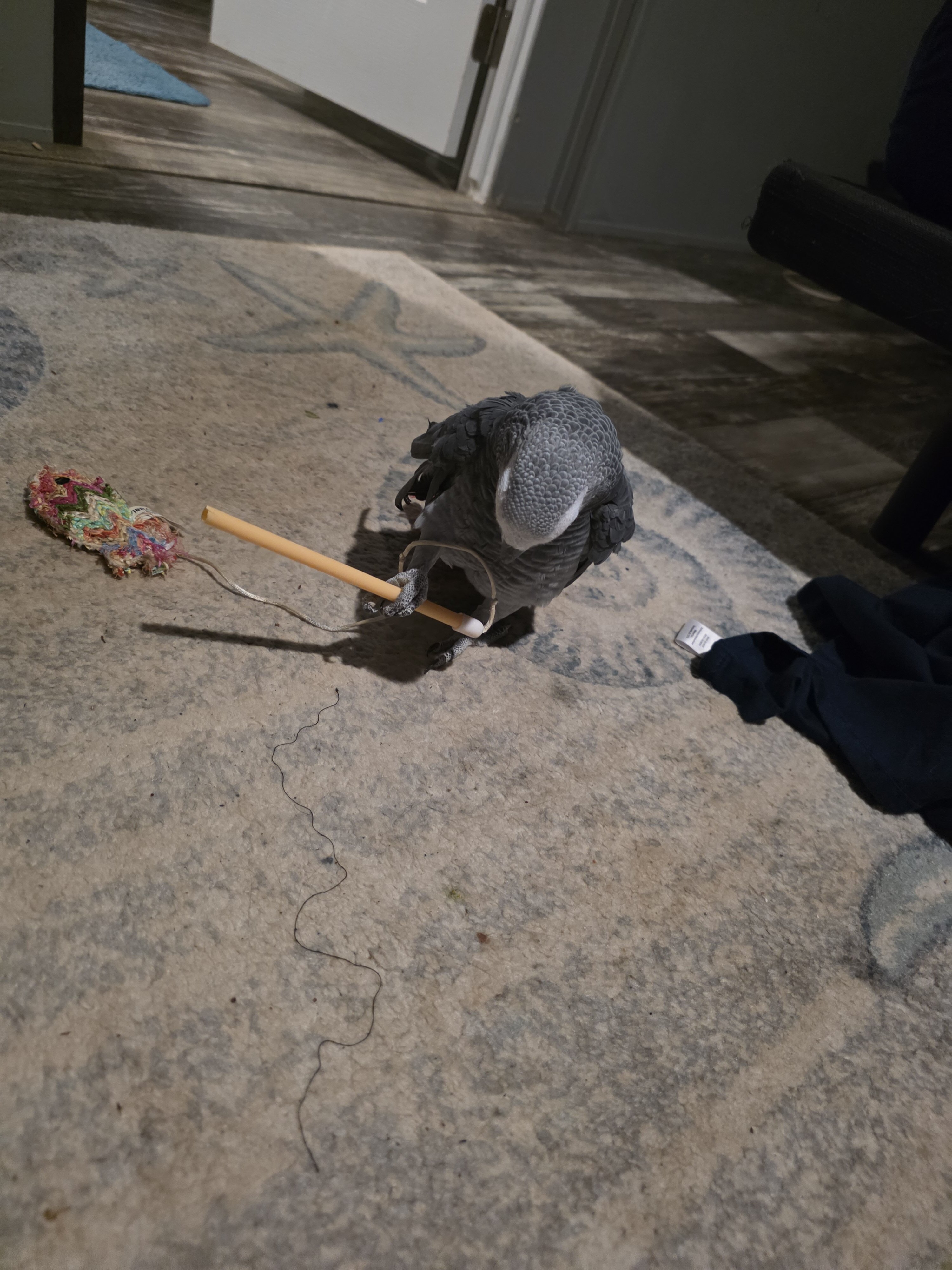 African Grey image 6