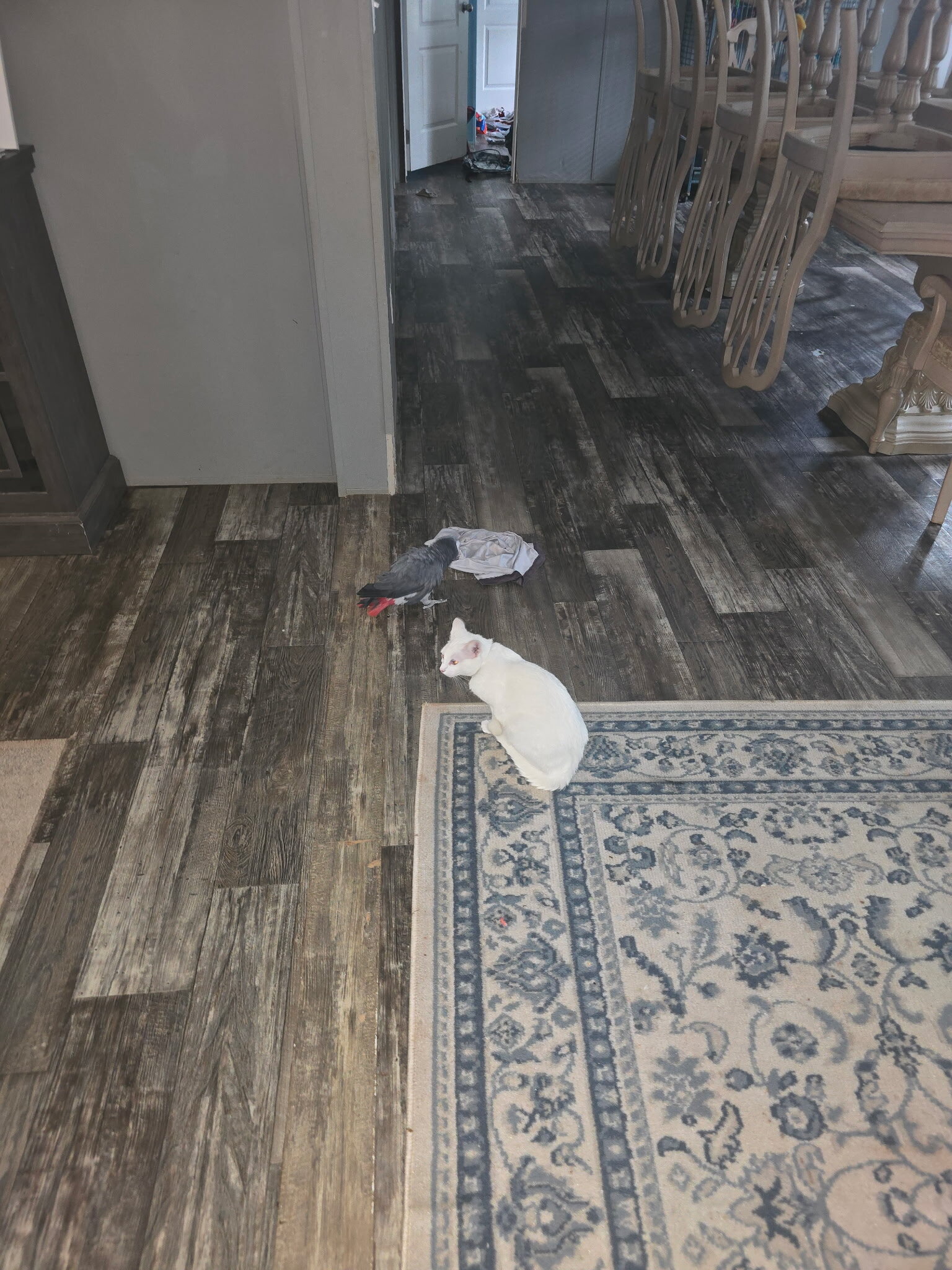 African Grey image 2