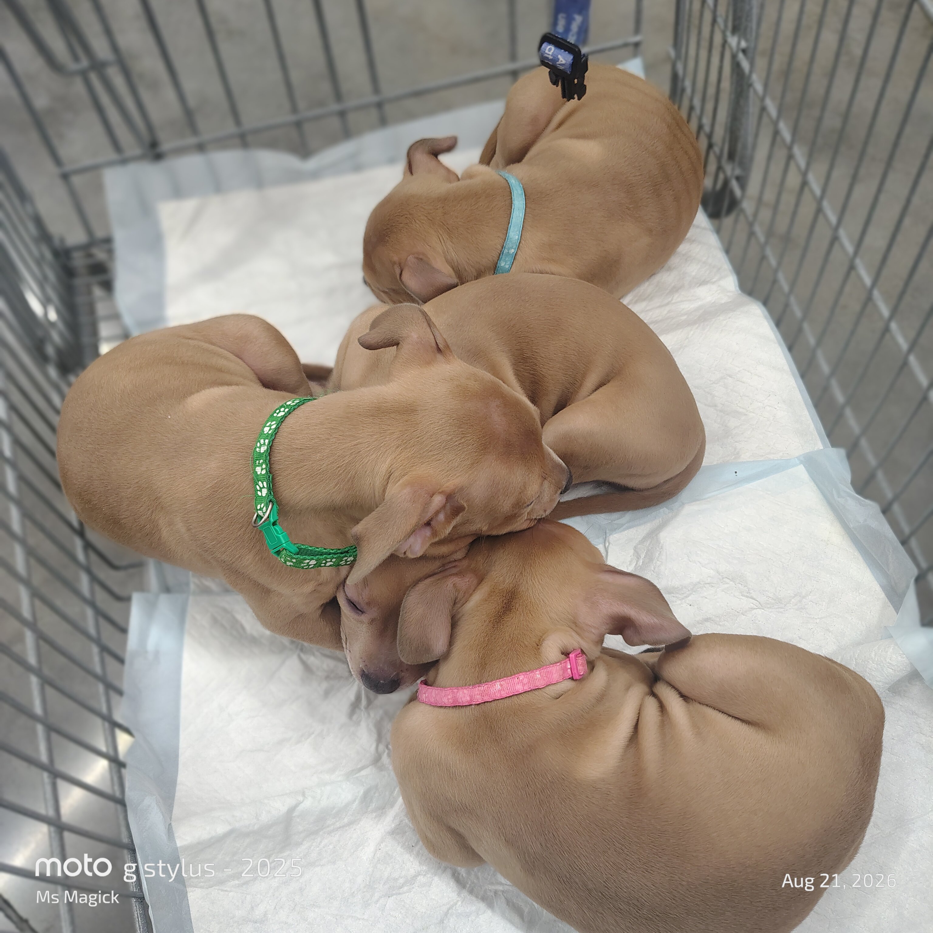 Pitbull Puppies image 3