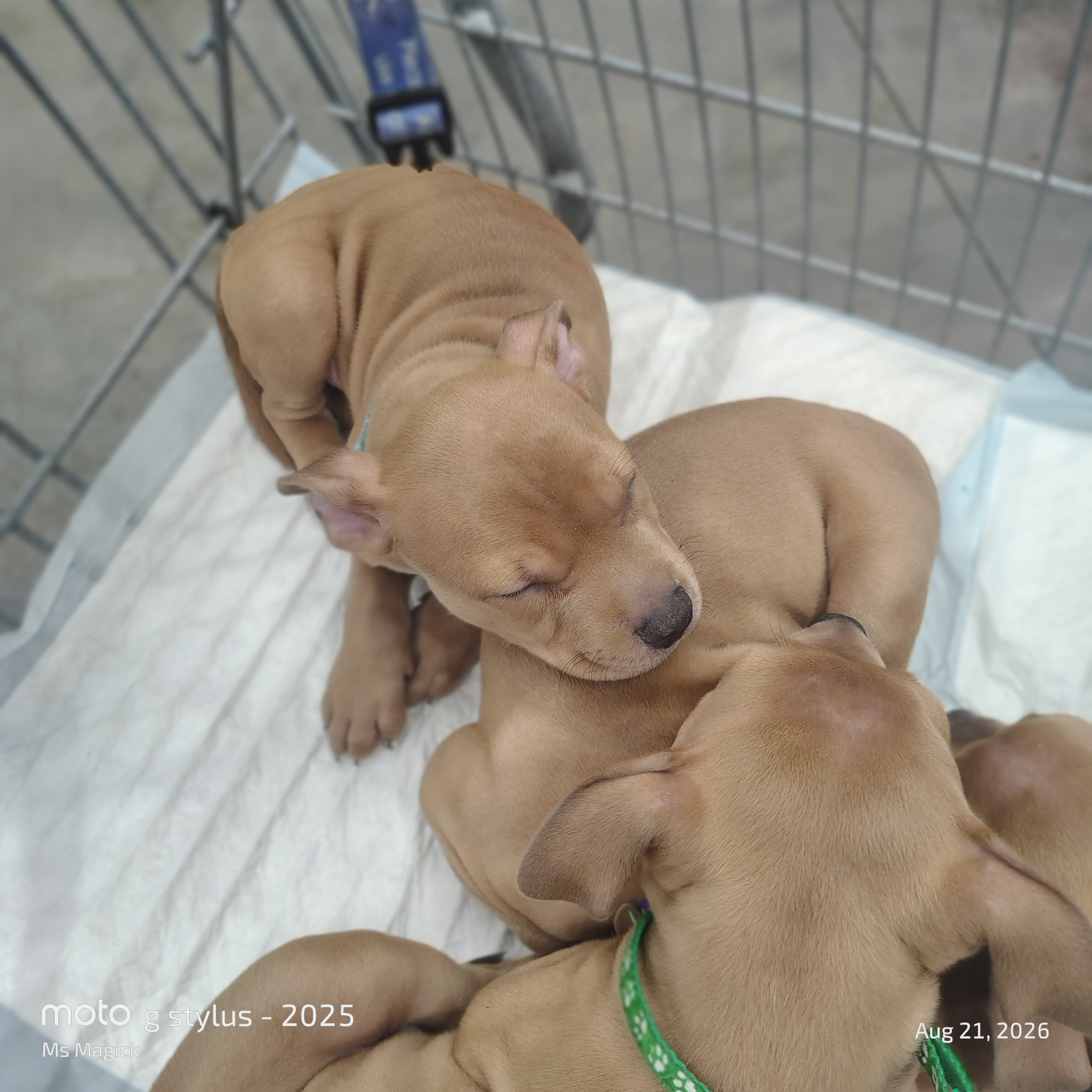 Pitbull Puppies image 9