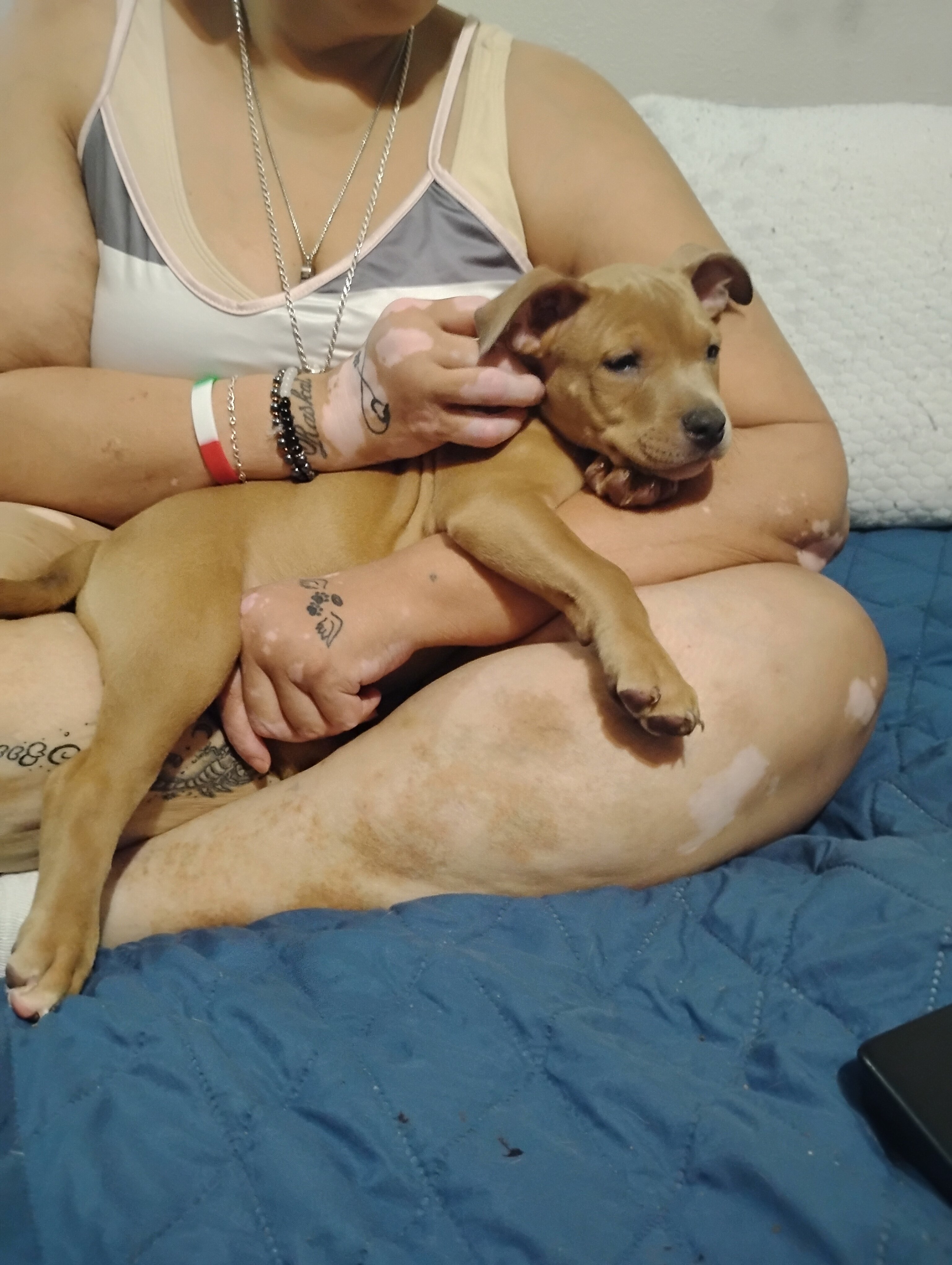 Pitbull Puppies image 4