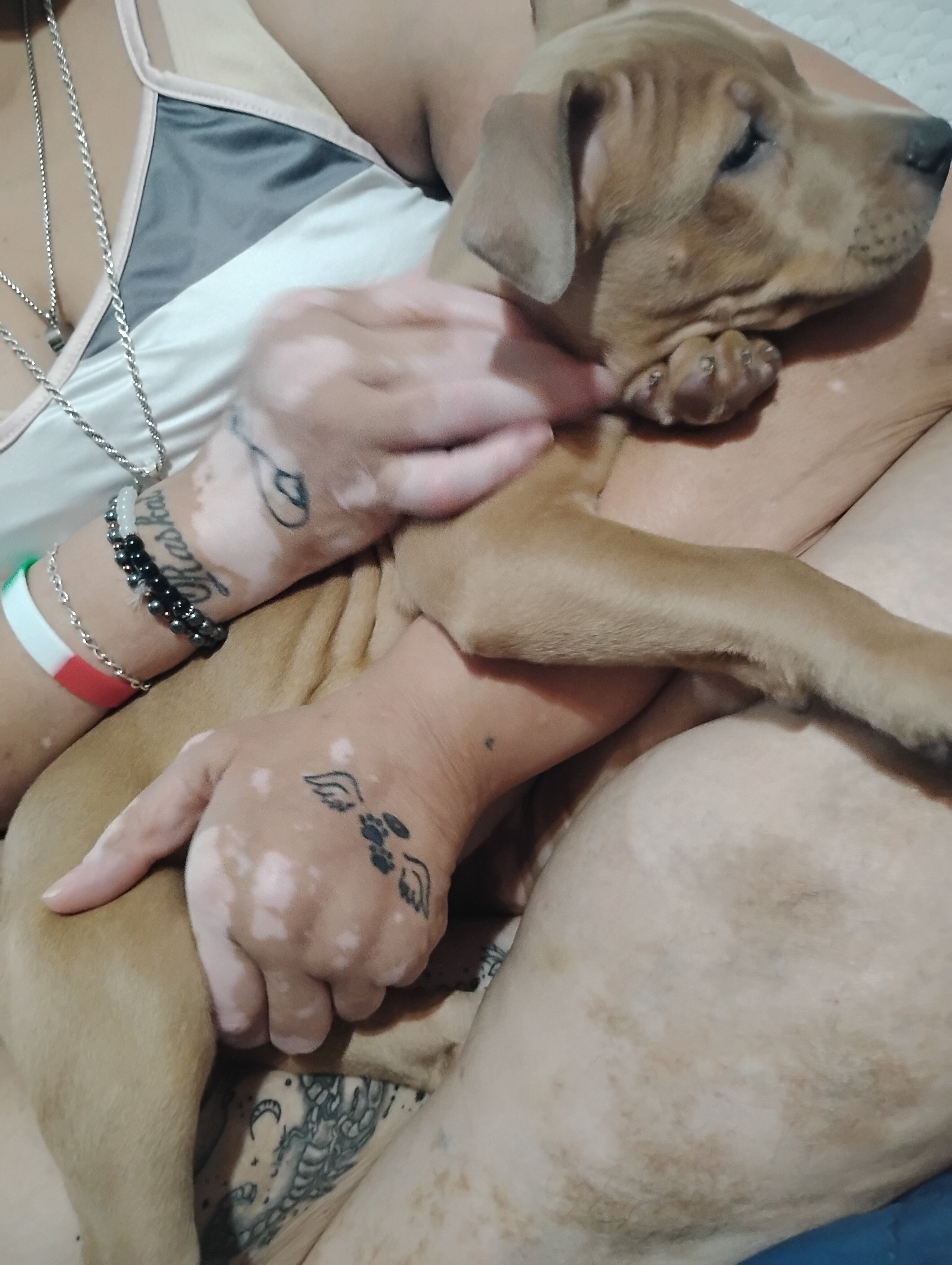 Pitbull Puppies image 10