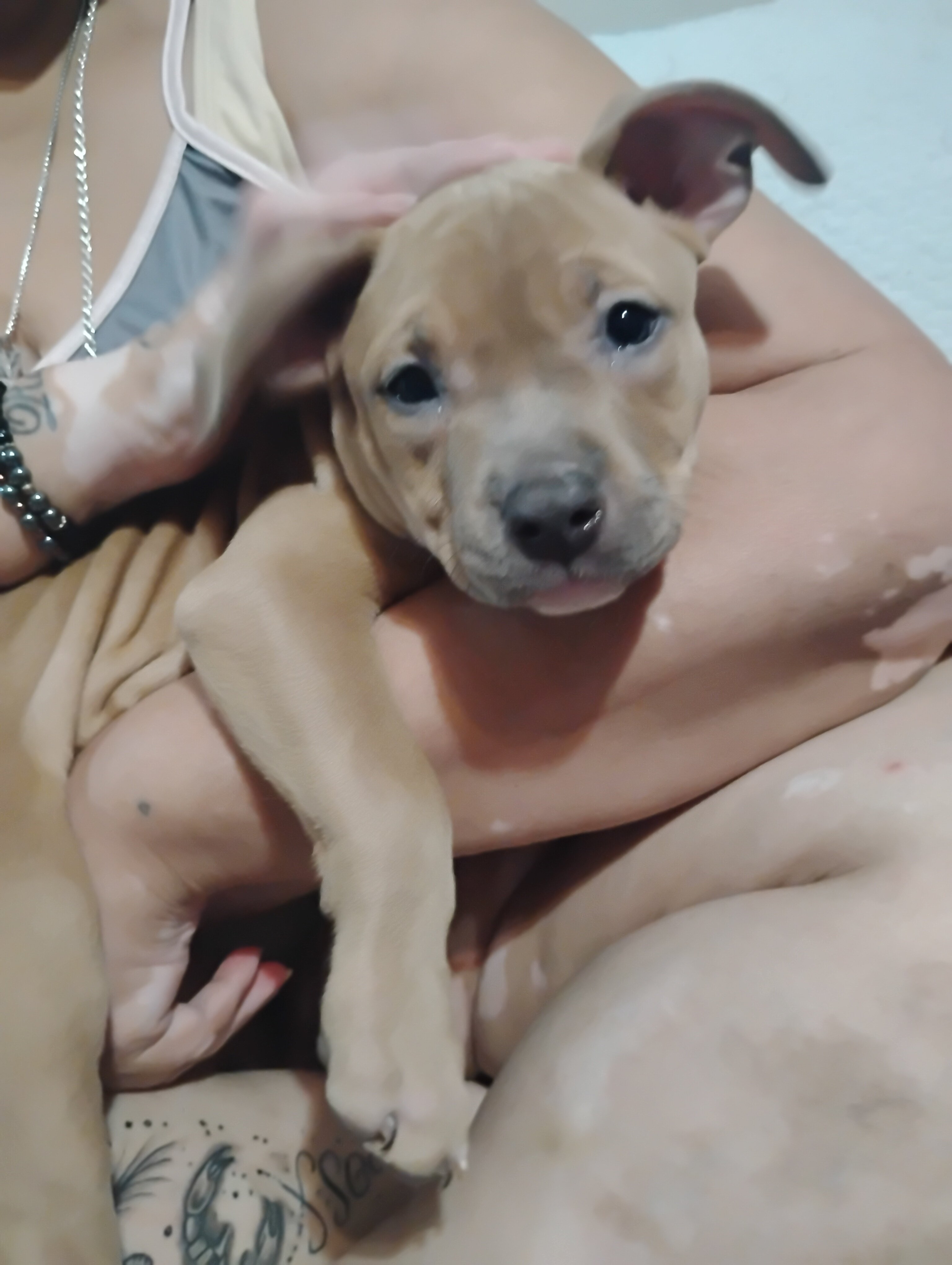 Pitbull Puppies image 1