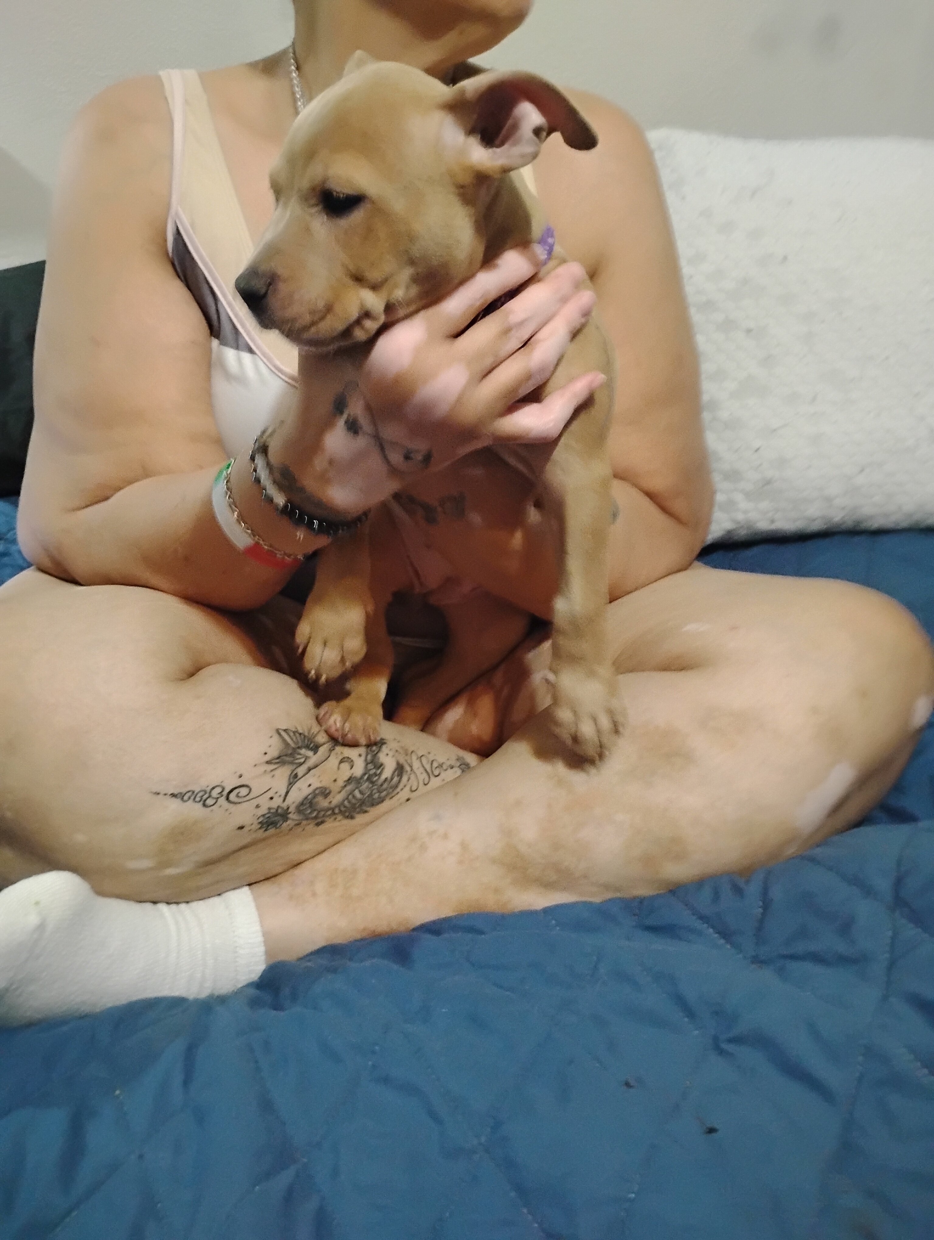 Pitbull Puppies image 2