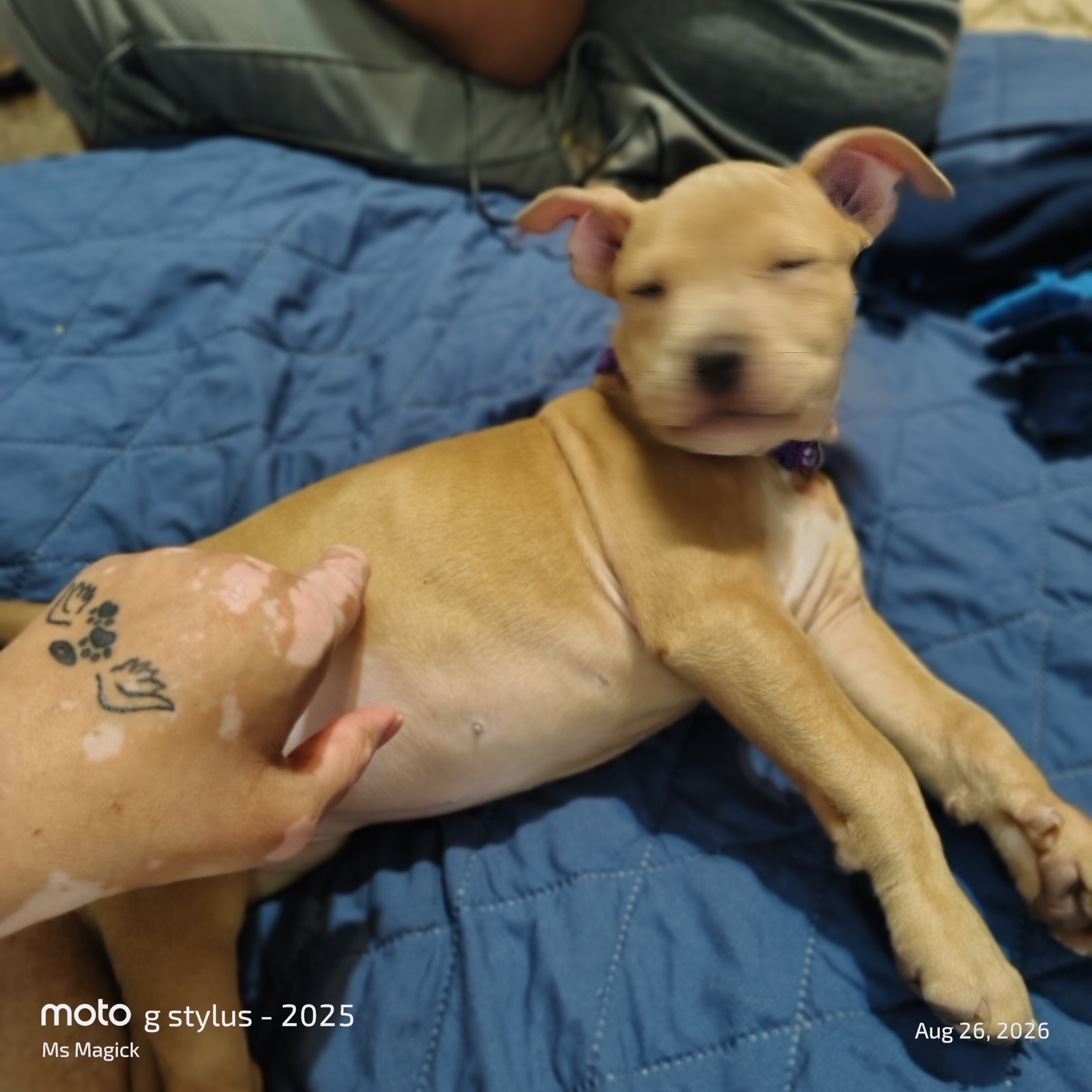 Pitbull Puppies image 5