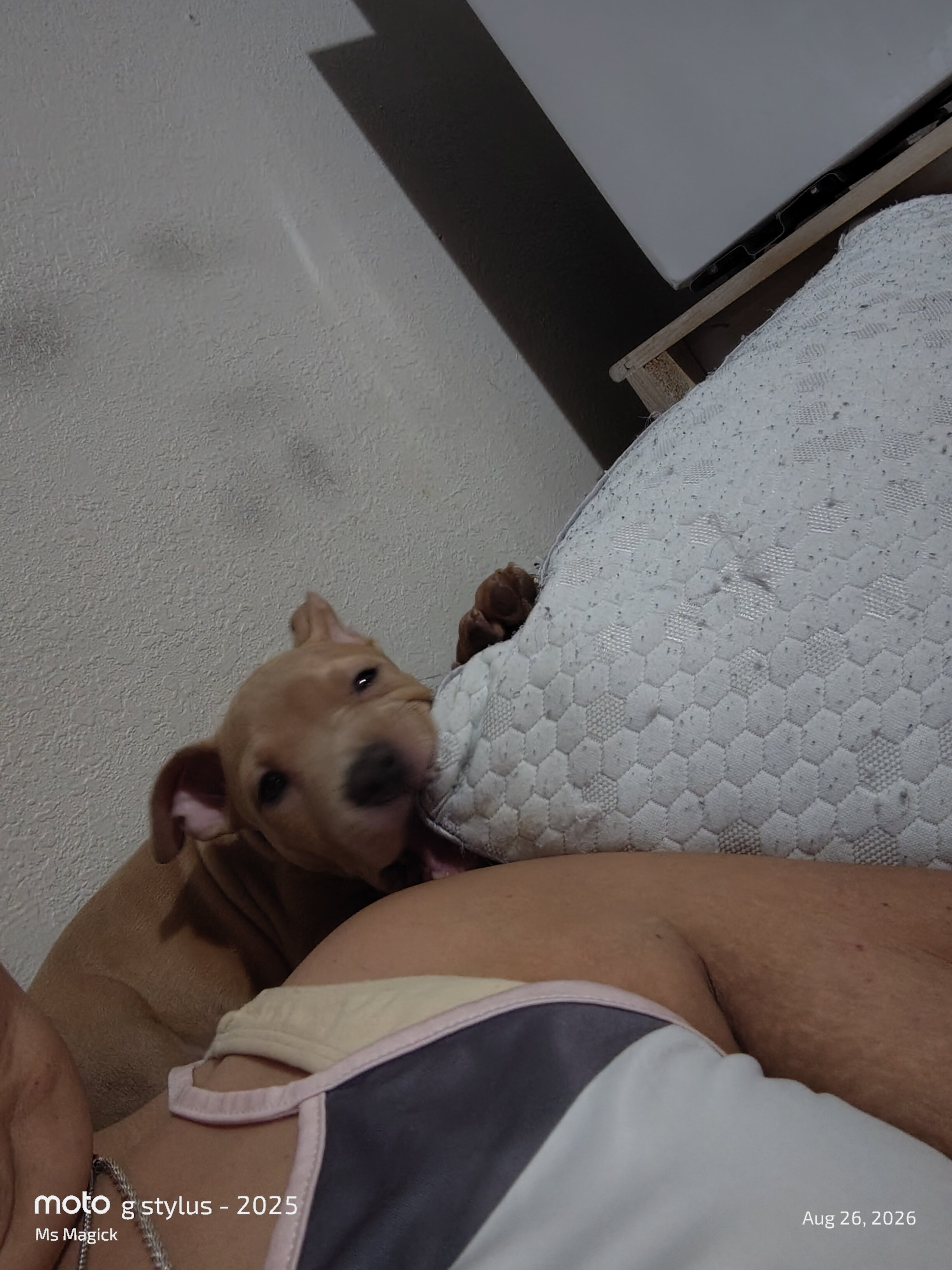 Pitbull Puppies image 7