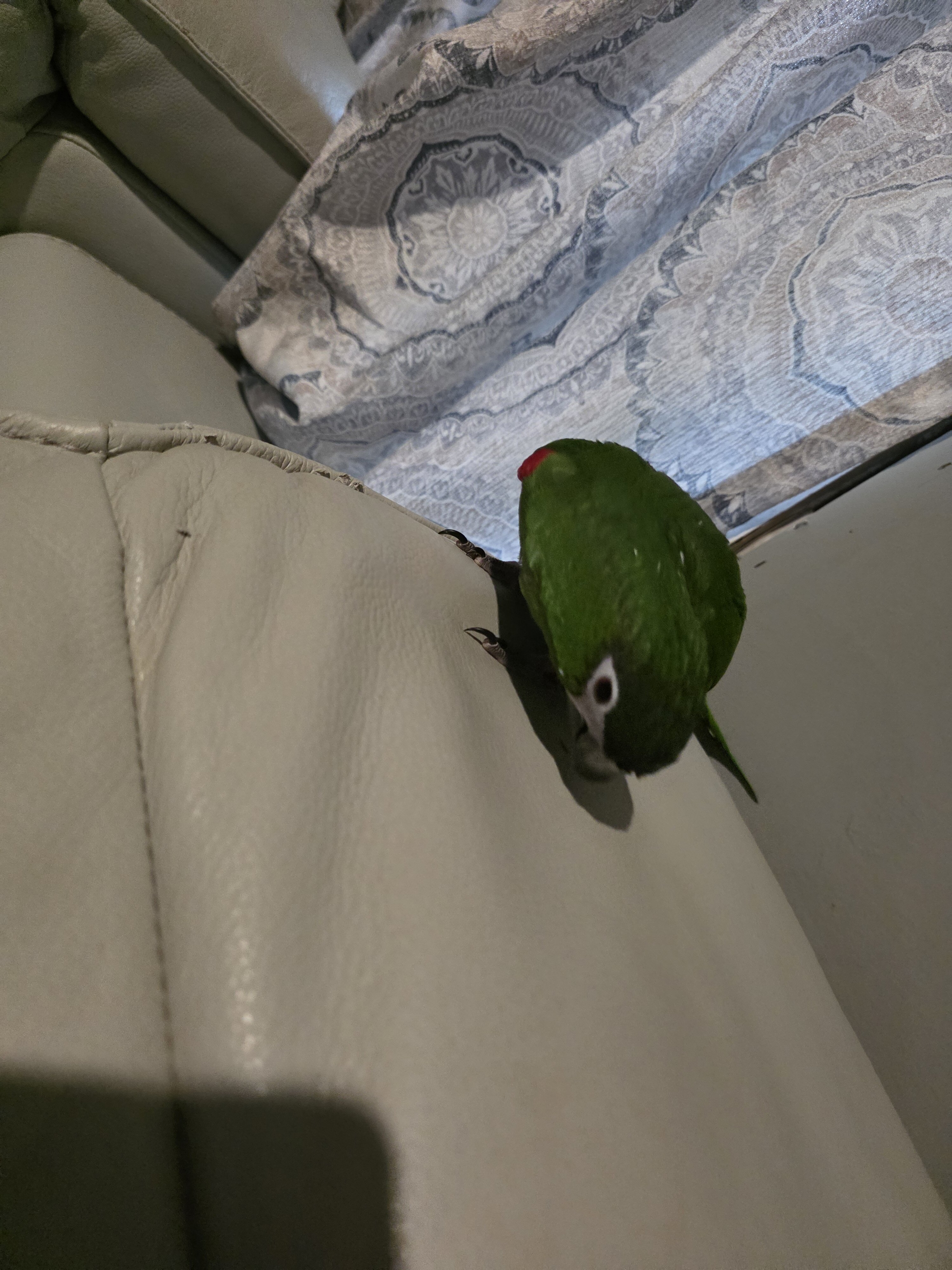 Hahns Macaw image 3