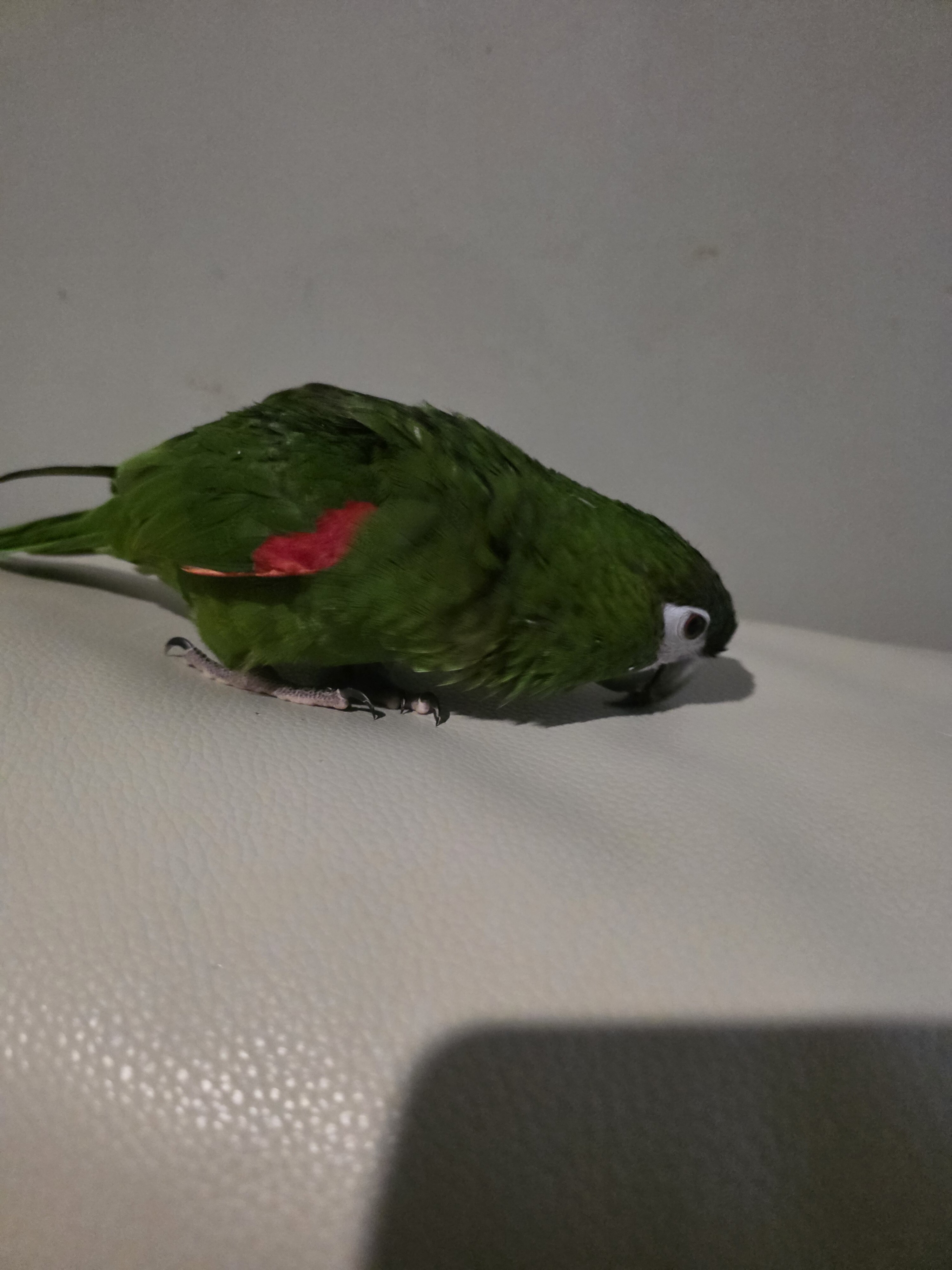 Hahns Macaw image 2