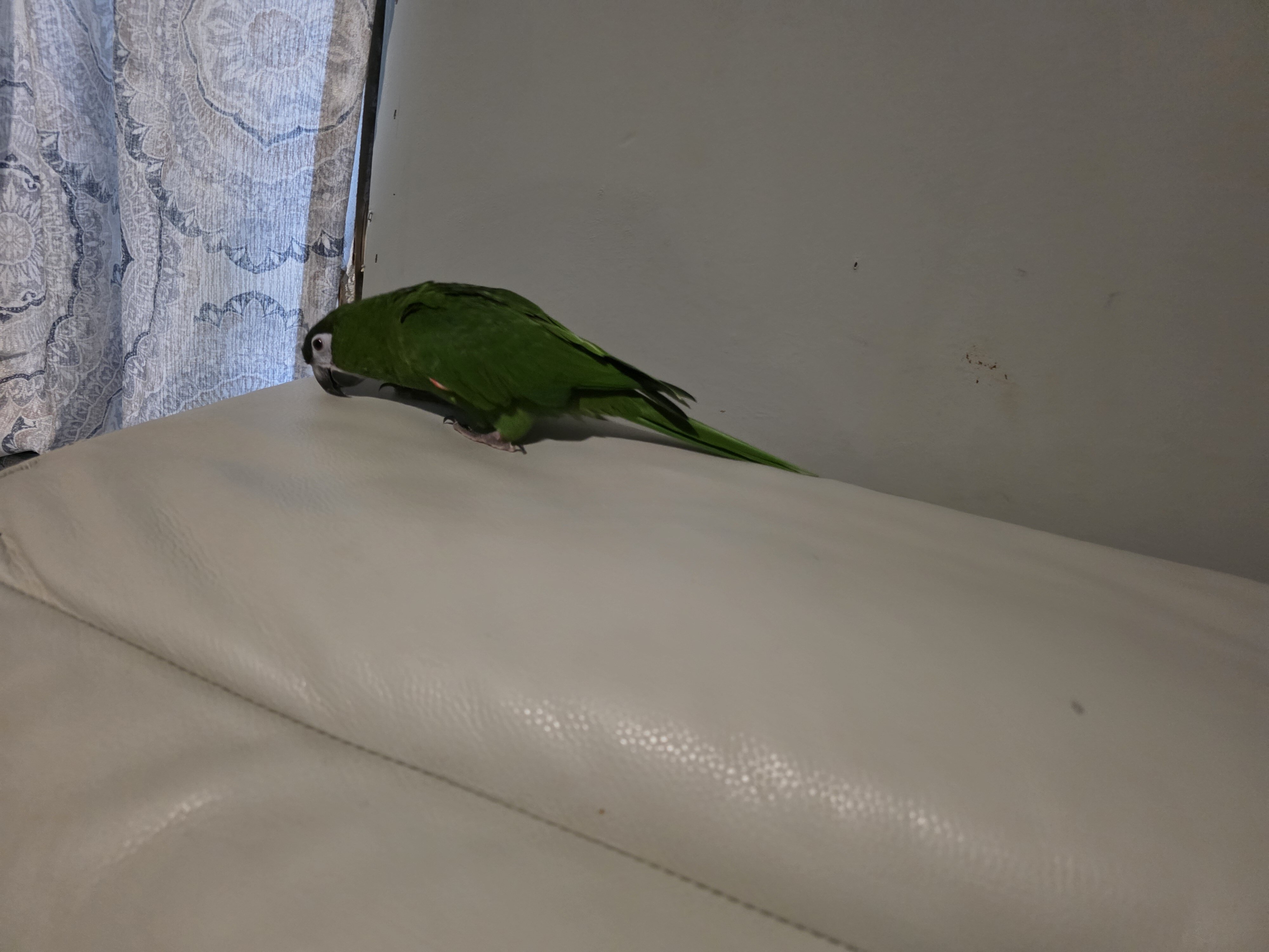 Hahns Macaw image 1
