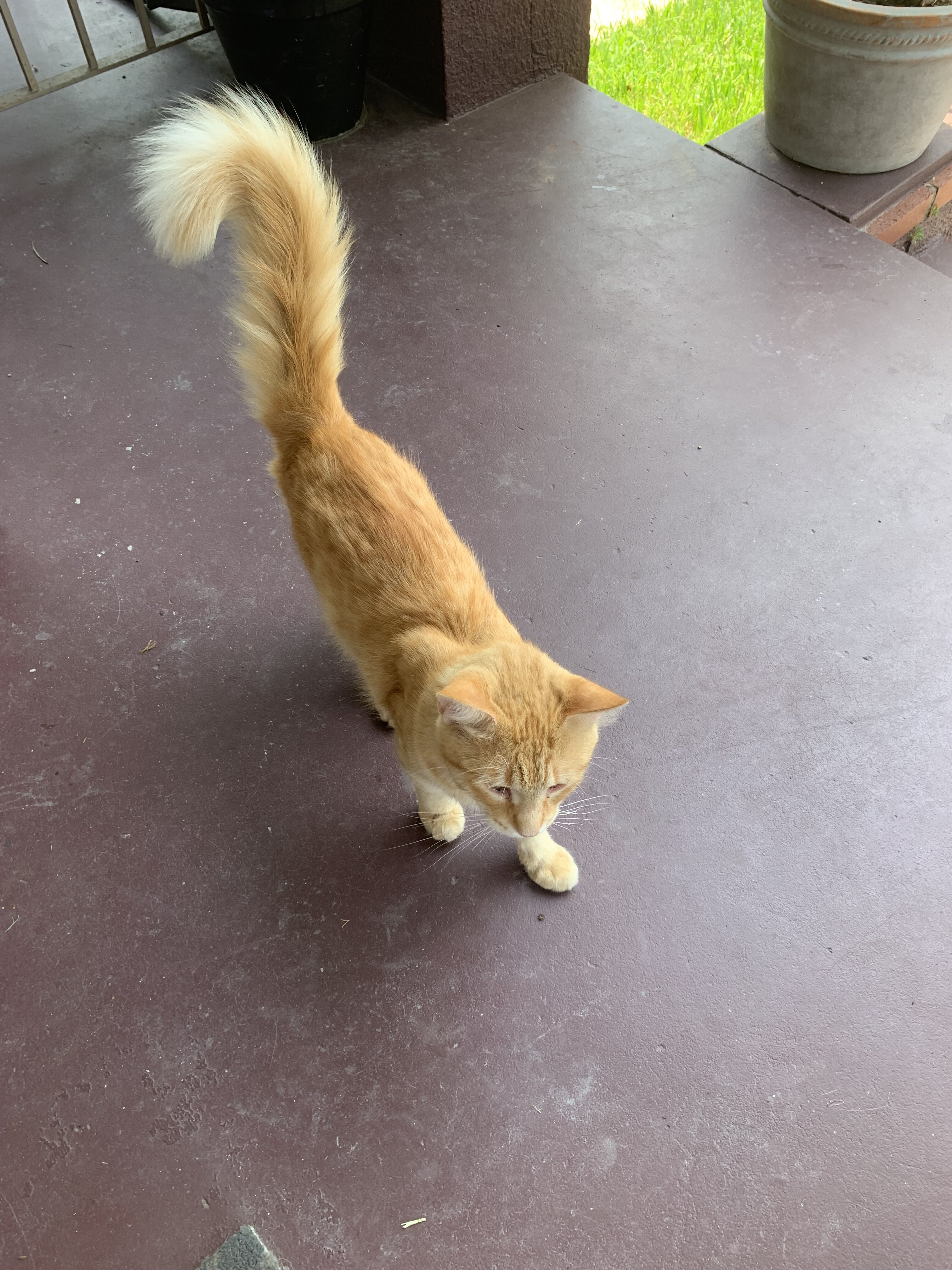 Male medium beige haired cat free2good home image 3