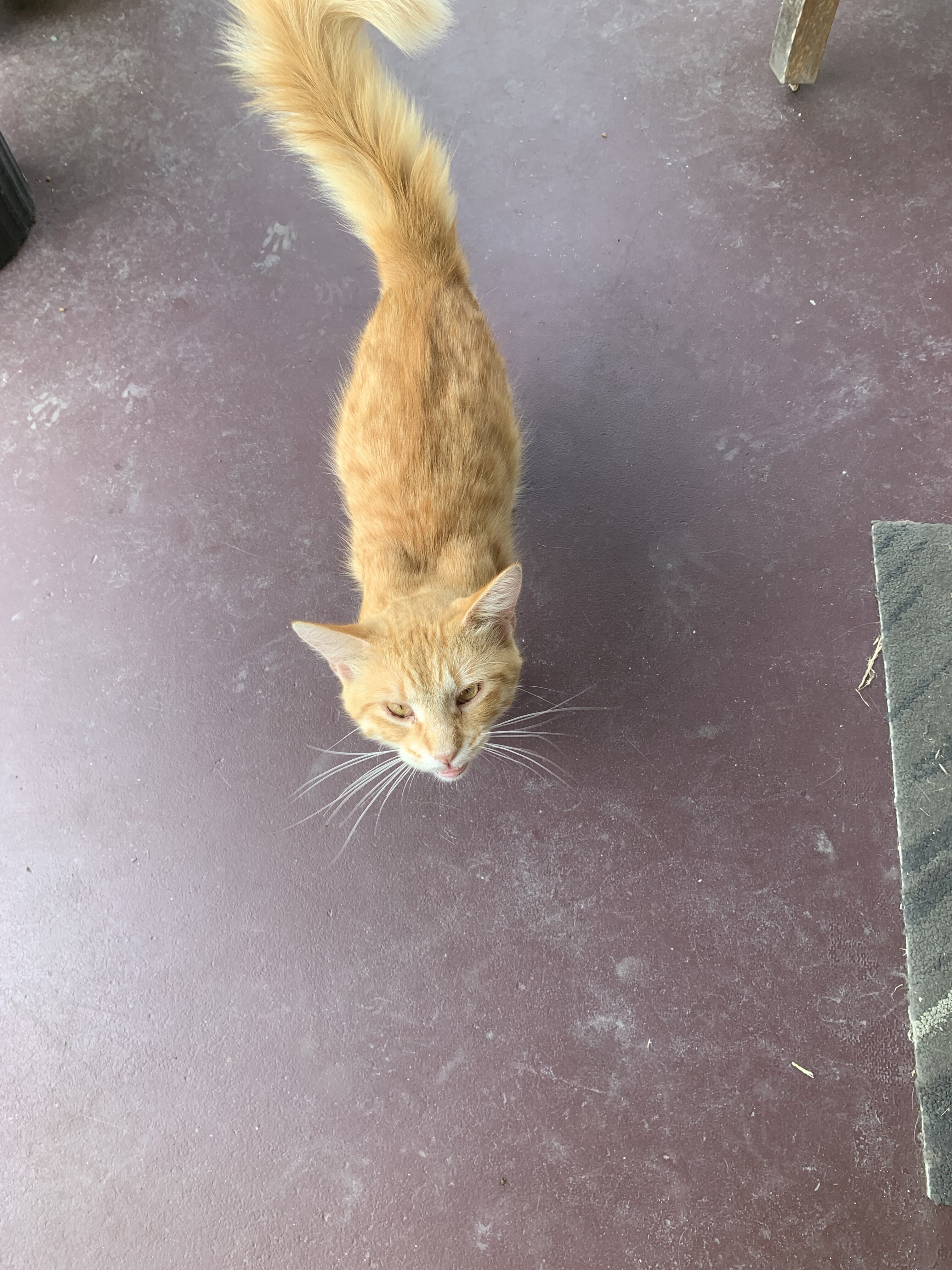 Male medium beige haired cat free2good home image 1