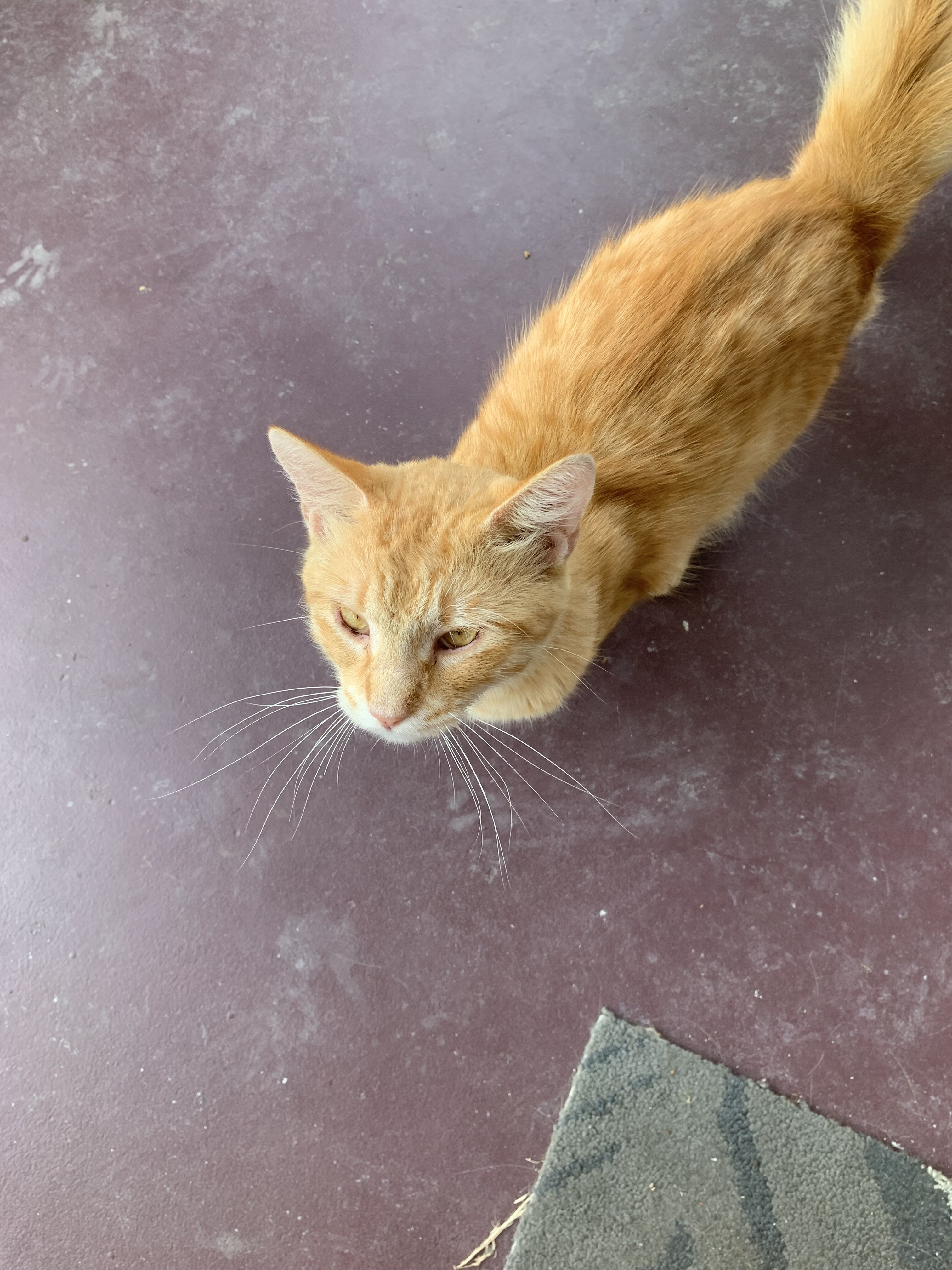 Male medium beige haired cat free2good home image 2