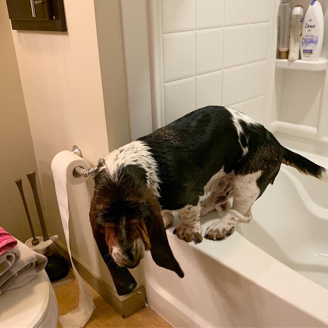 Handsome Male Basset Hound Looking for a new home image 2