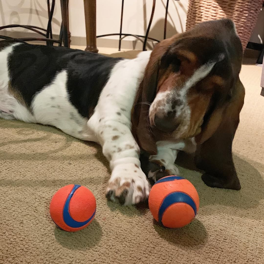 Handsome Male Basset Hound Looking for a new home image 4