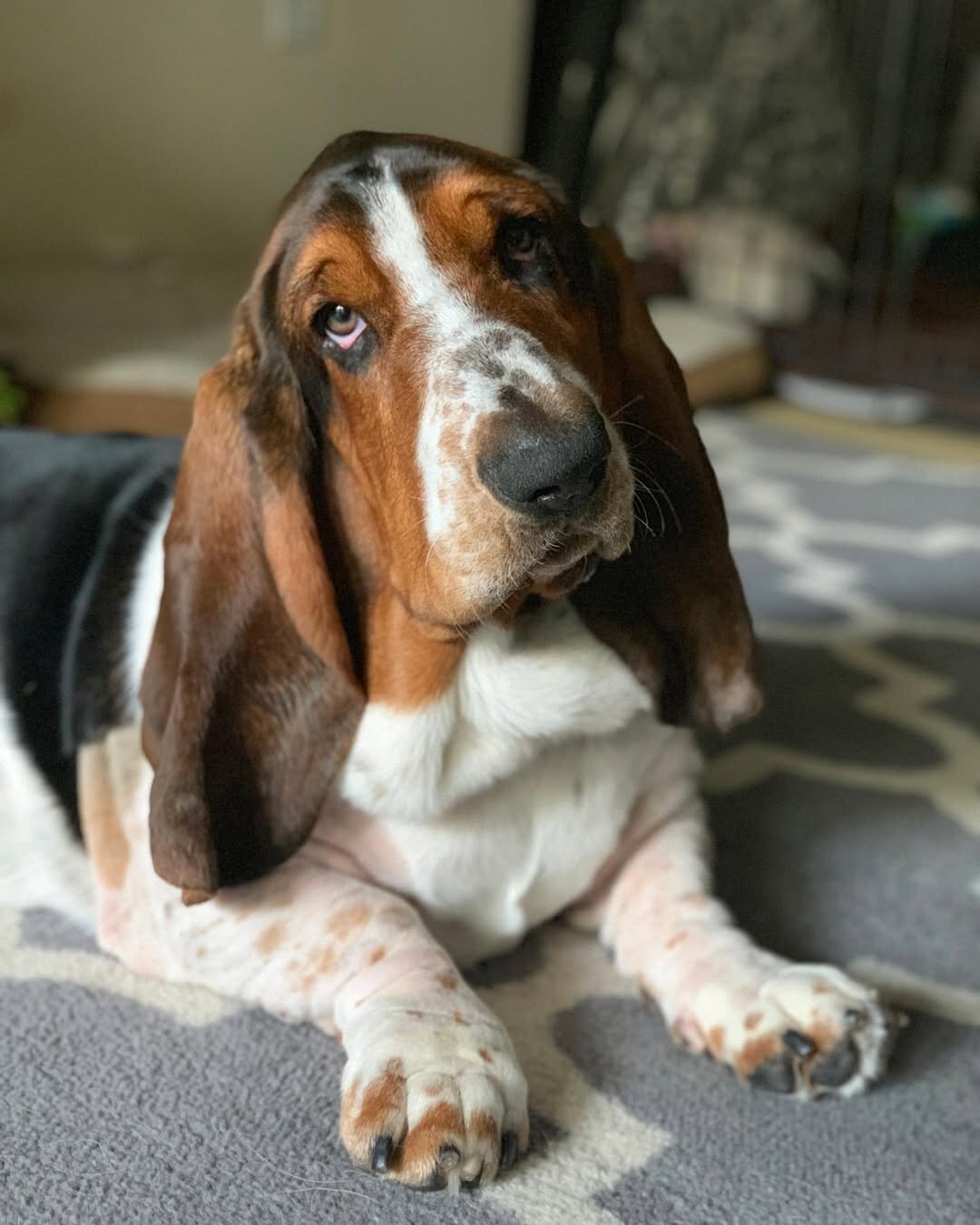 Handsome Male Basset Hound Looking for a new home image 1