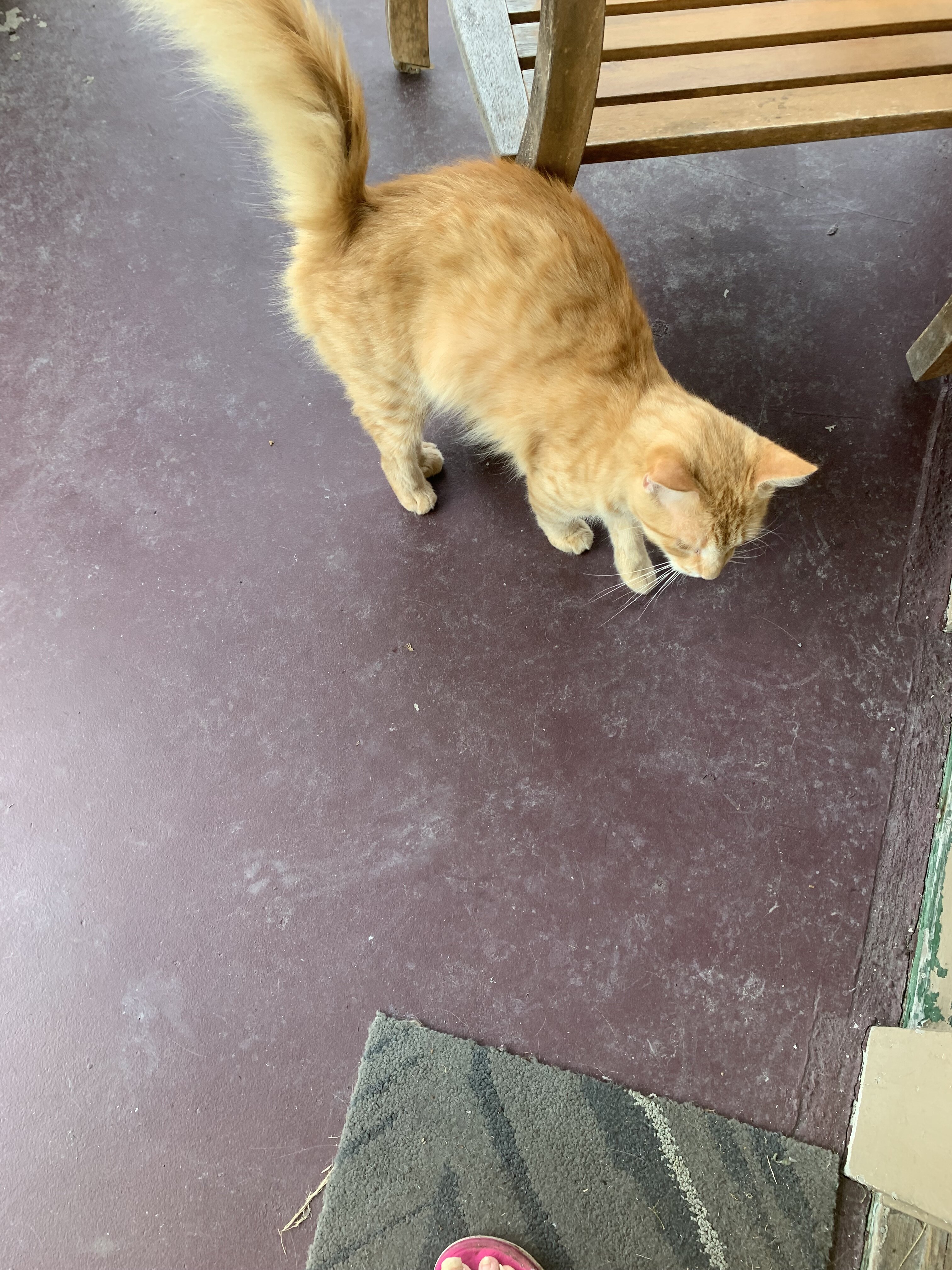 Sweet med haired male cat free 2good home image 4