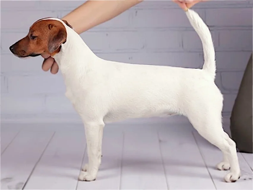 beautiful Jack Russell Terrier image 5