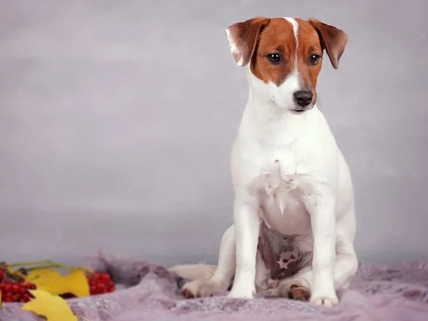 beautiful Jack Russell Terrier image 4