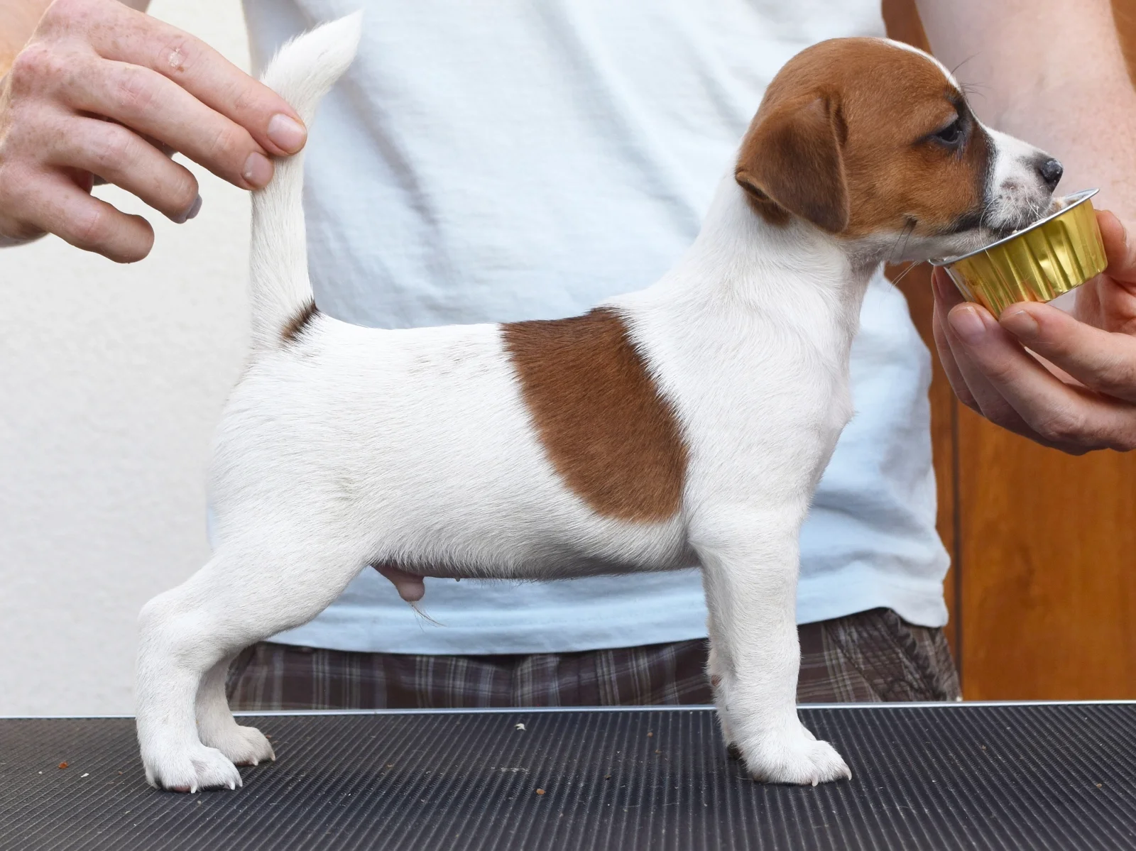 beautiful Jack Russell Terrier image 3