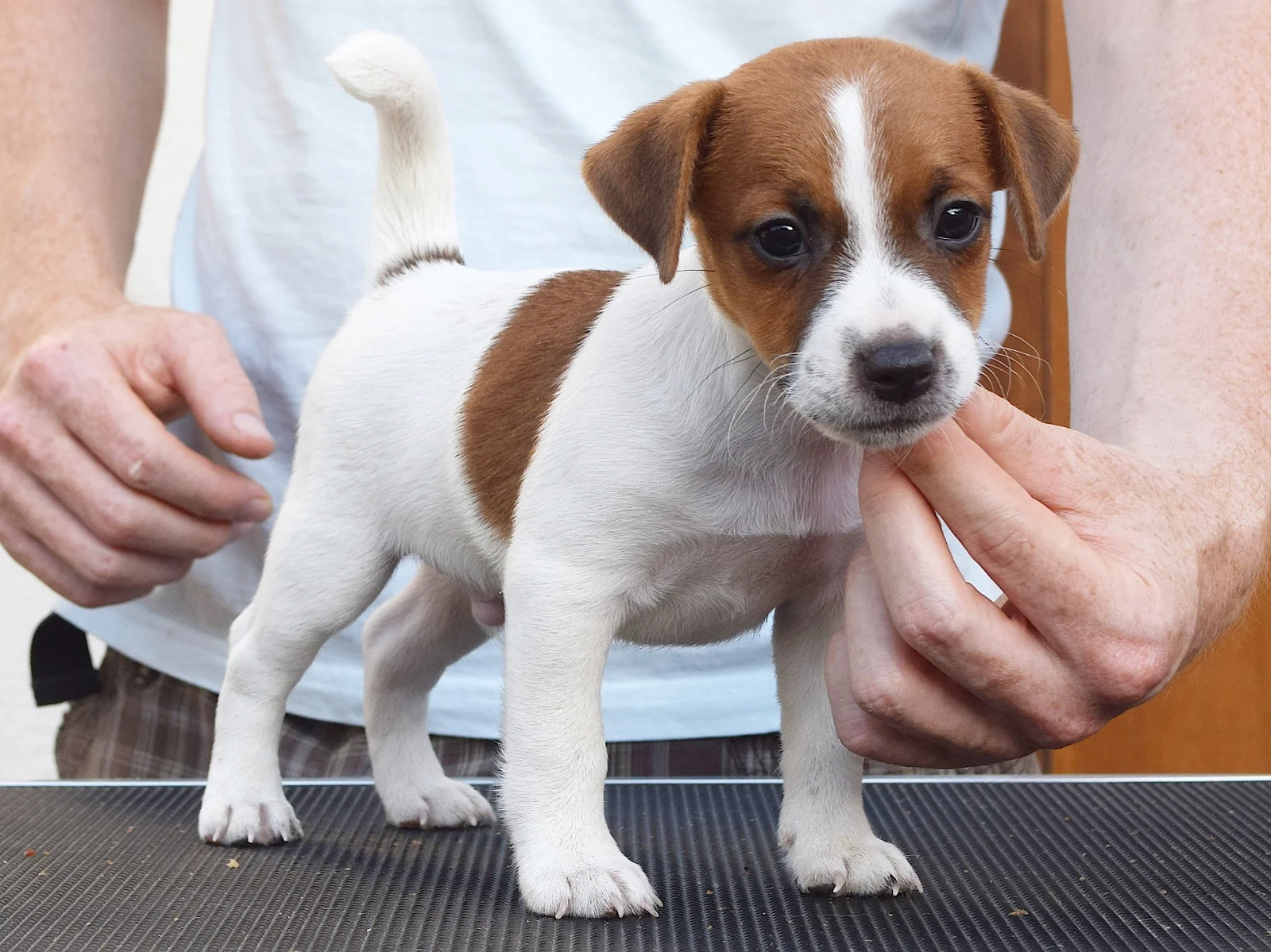 beautiful Jack Russell Terrier image 2