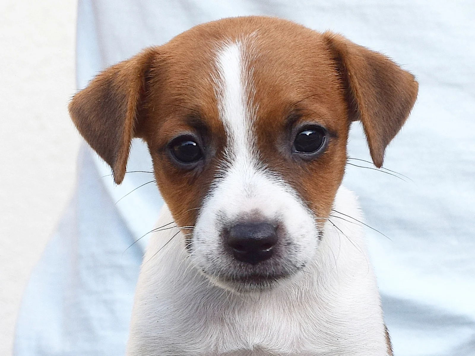 beautiful Jack Russell Terrier image 1