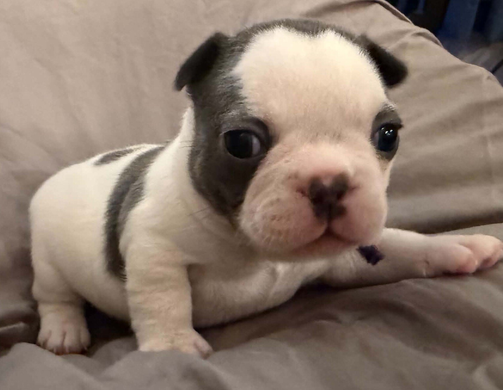Female French Bulldog - Bingo image 1