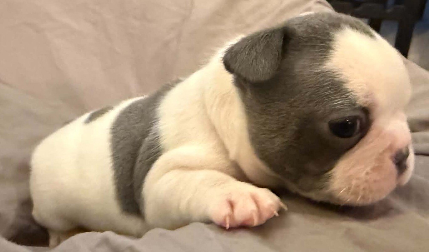 Female French Bulldog - Bingo image 10