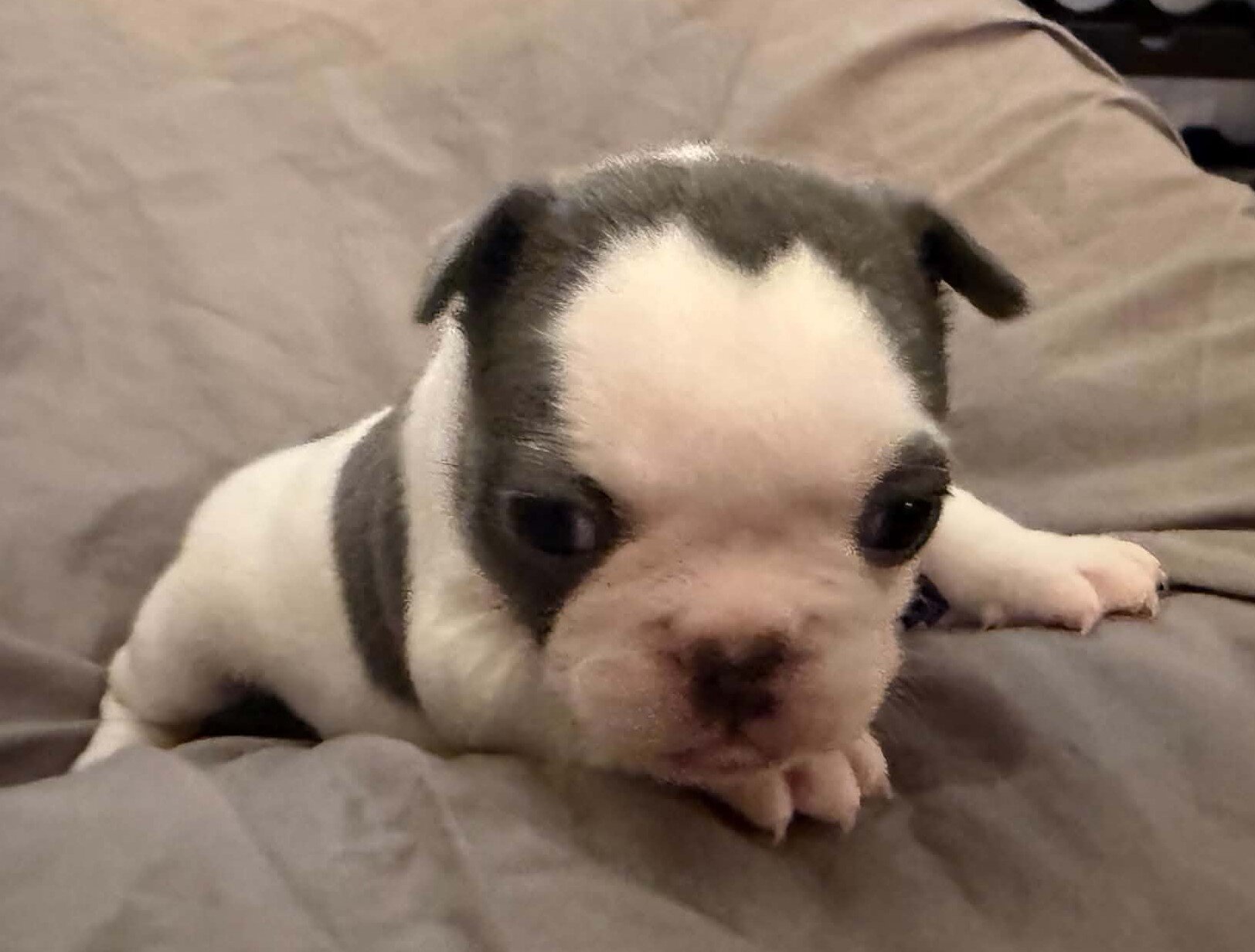 Female French Bulldog - Bingo image 2