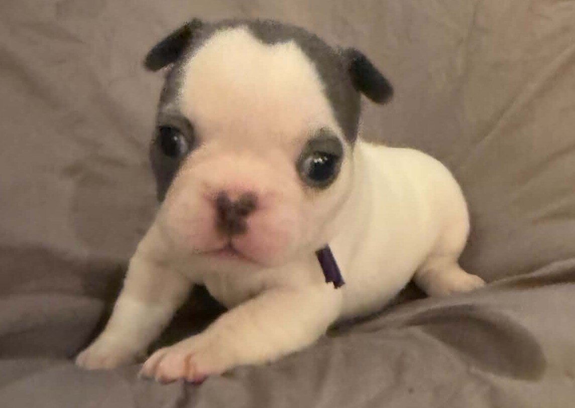 Female French Bulldog - Bingo image 3
