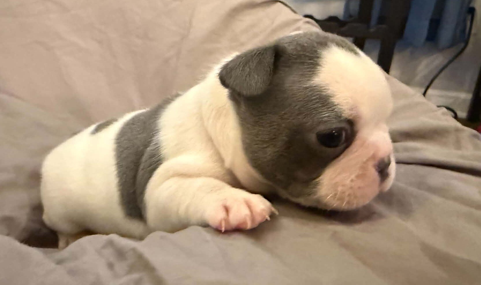 Female French Bulldog - Bingo image 4