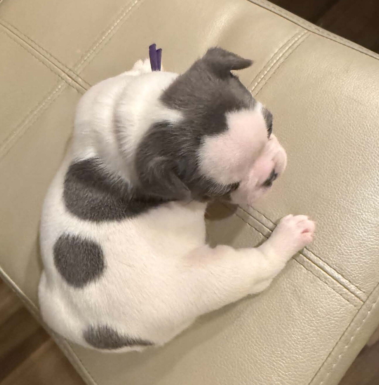 Female French Bulldog - Bingo image 5