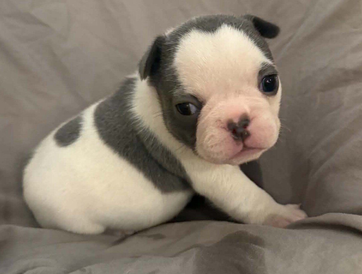 Female French Bulldog - Bingo image 6