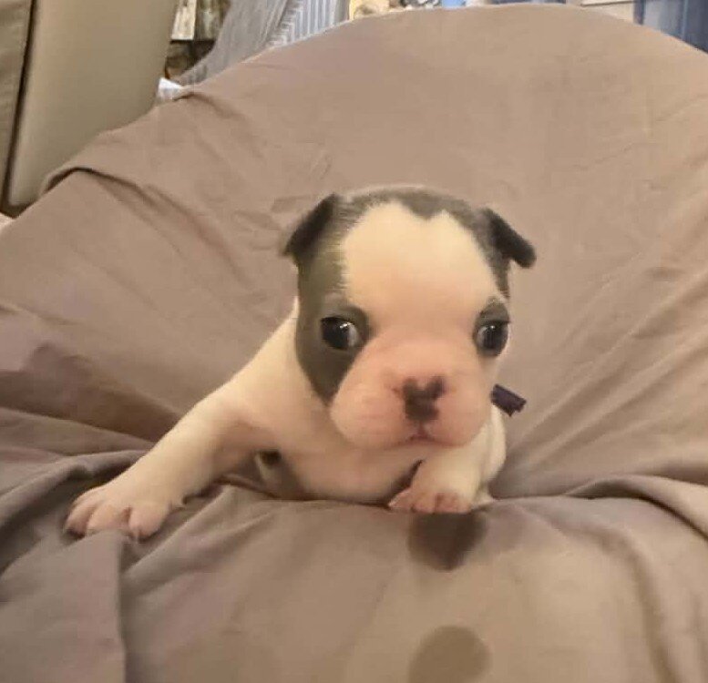 Female French Bulldog - Bingo image 7